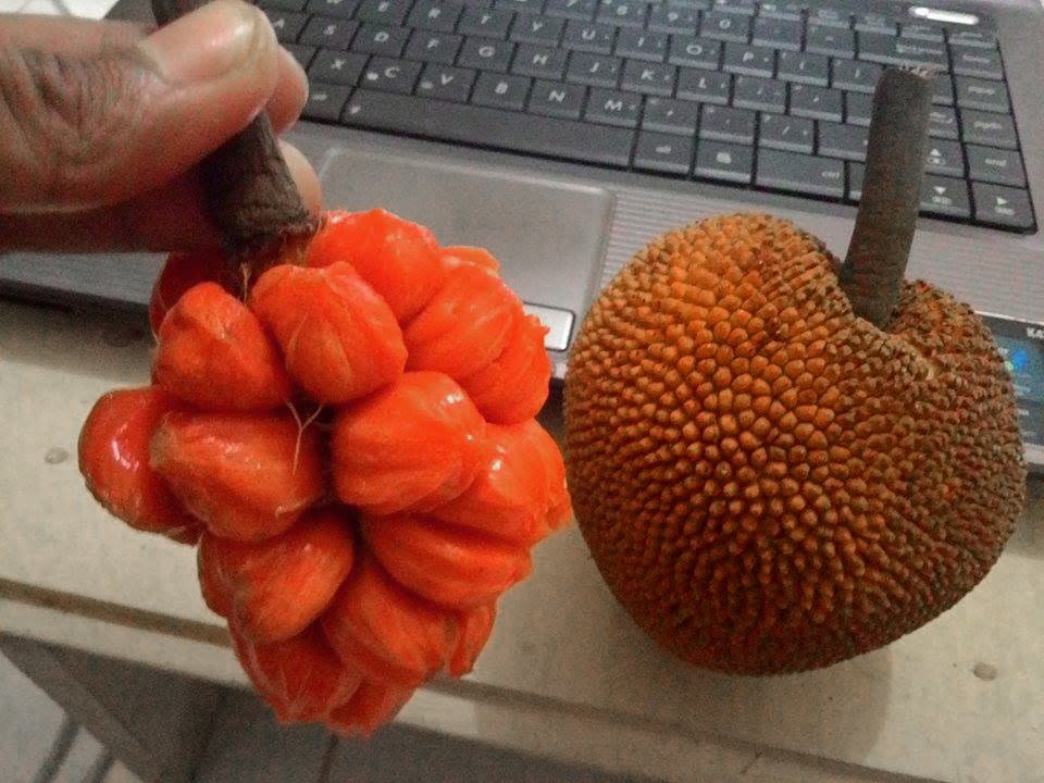 Pre Order - Keledang (Artocarpus lanceifolius) - 1 fresh seed / 1 frischer Samen