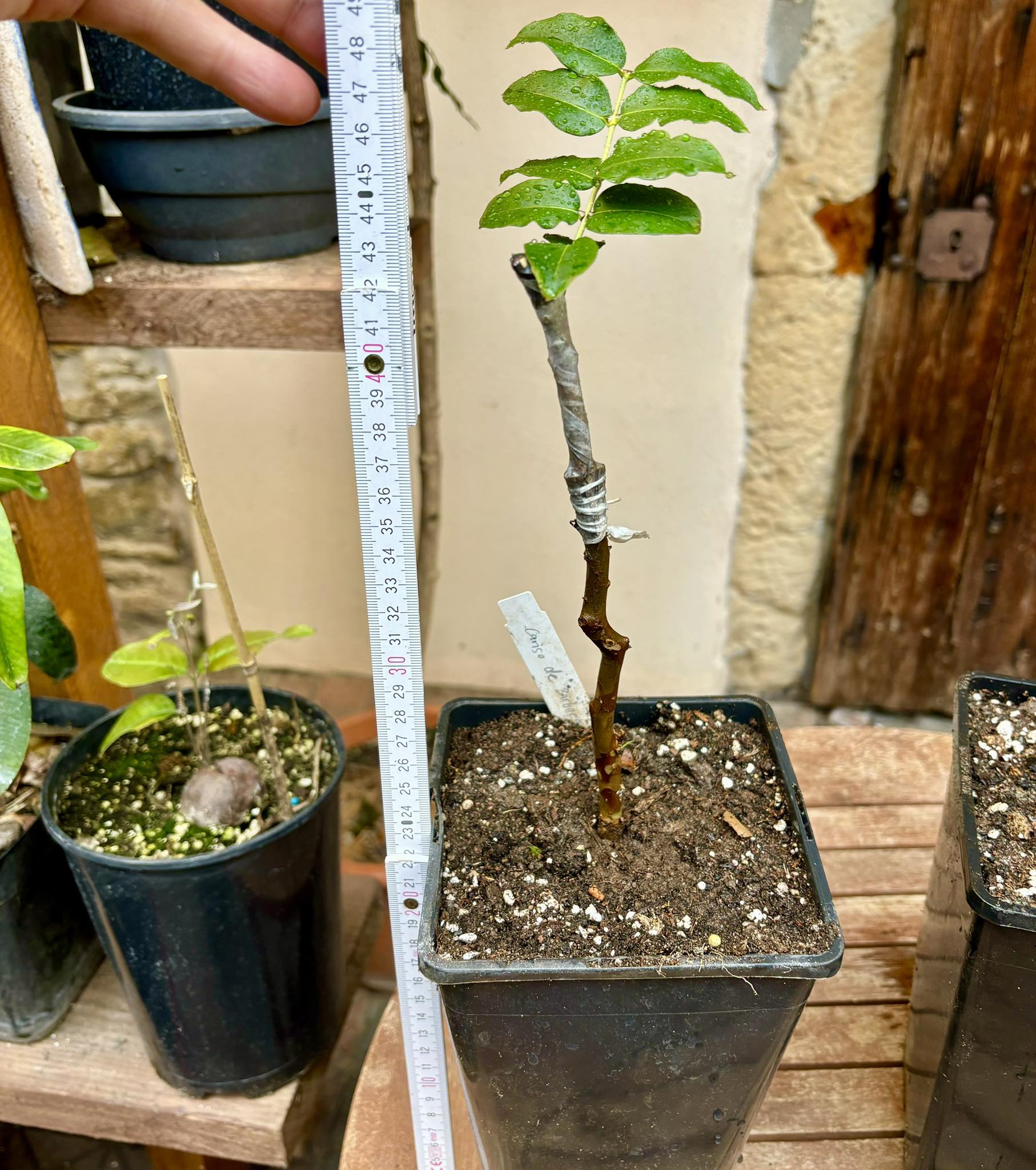 Plinia coronata var. Carijó de Barbacena - grafted -  1 potted plant / 1 getopfte Pflanze