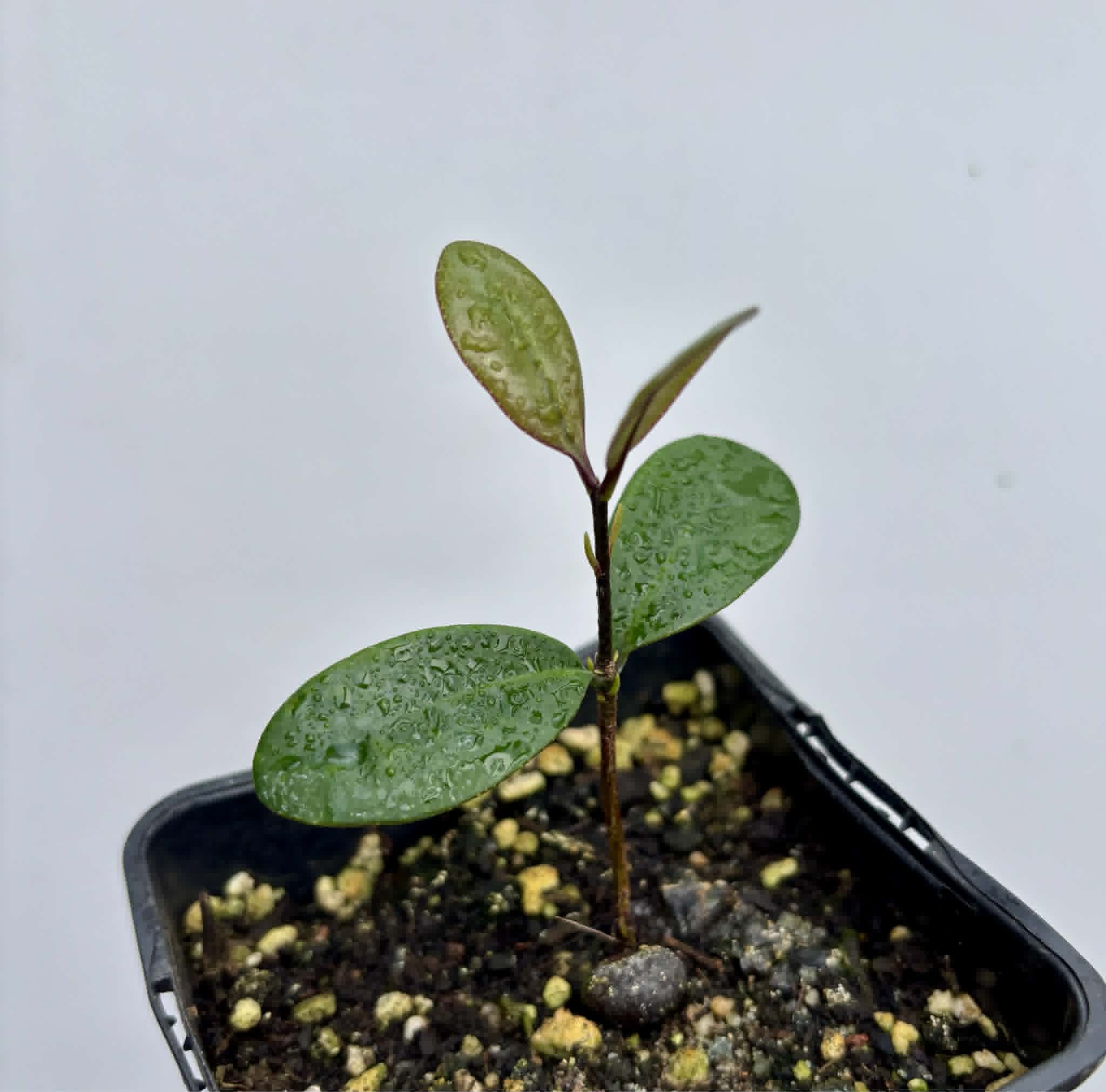 Eugenia sp Pindoca - 1 potted seedling / 1 getopfter Sämling