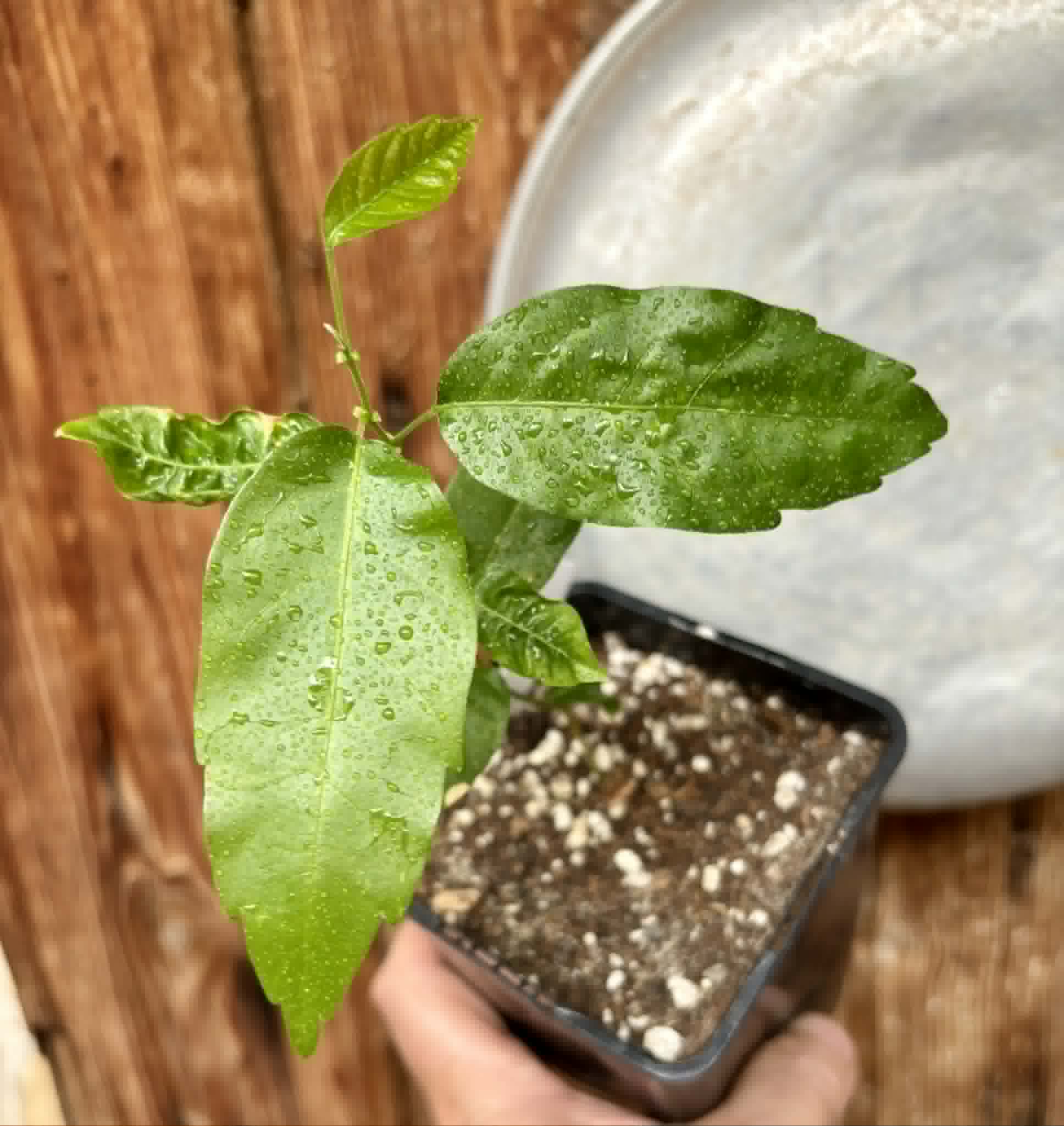 Guaraná (Paullinia cupana) - 1 potted seedling / 1 getopfter Sämling