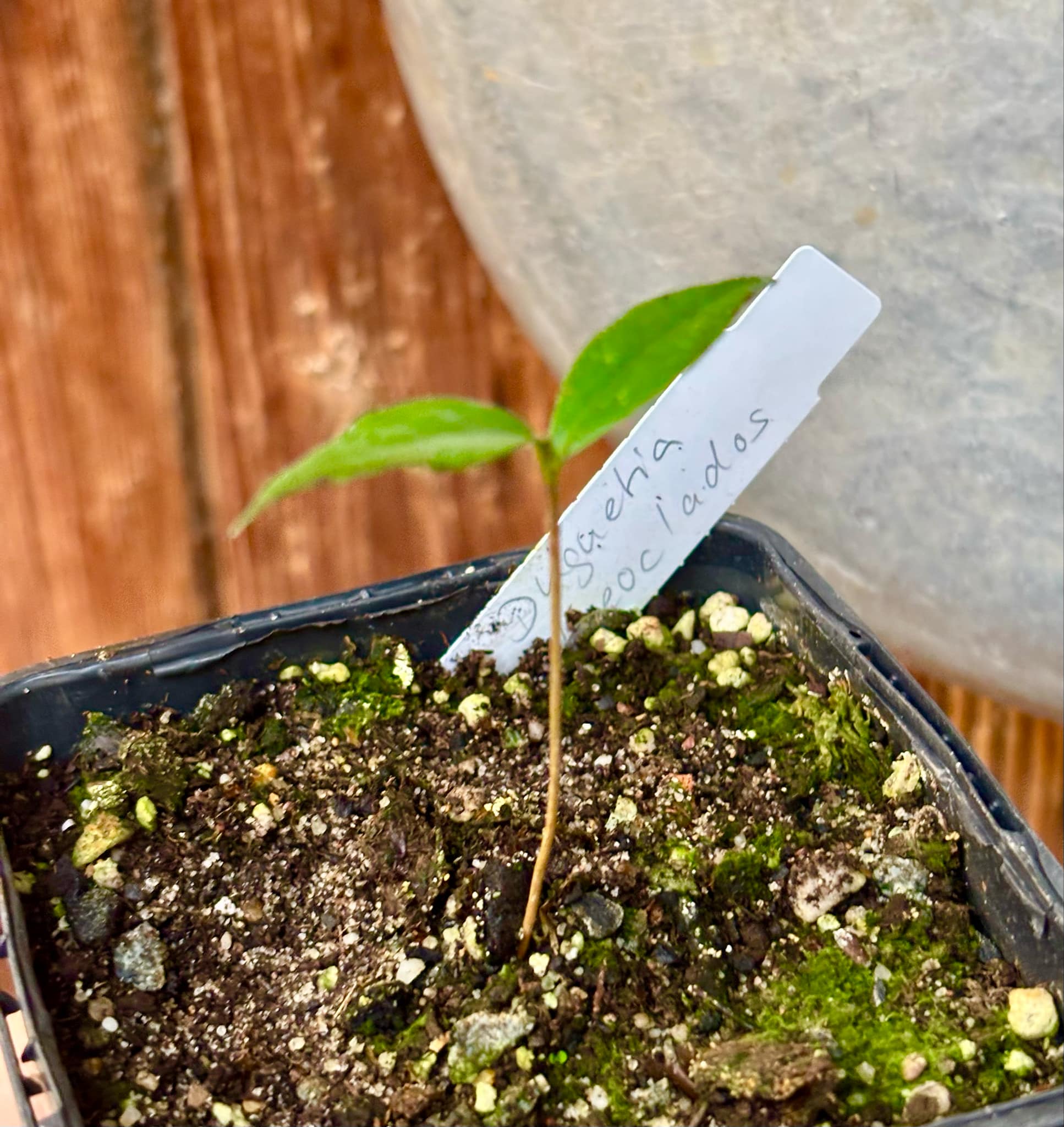 Duguetia phaeoclados - 1 small potted seedling / 1 kleiner, getopfter Sämling