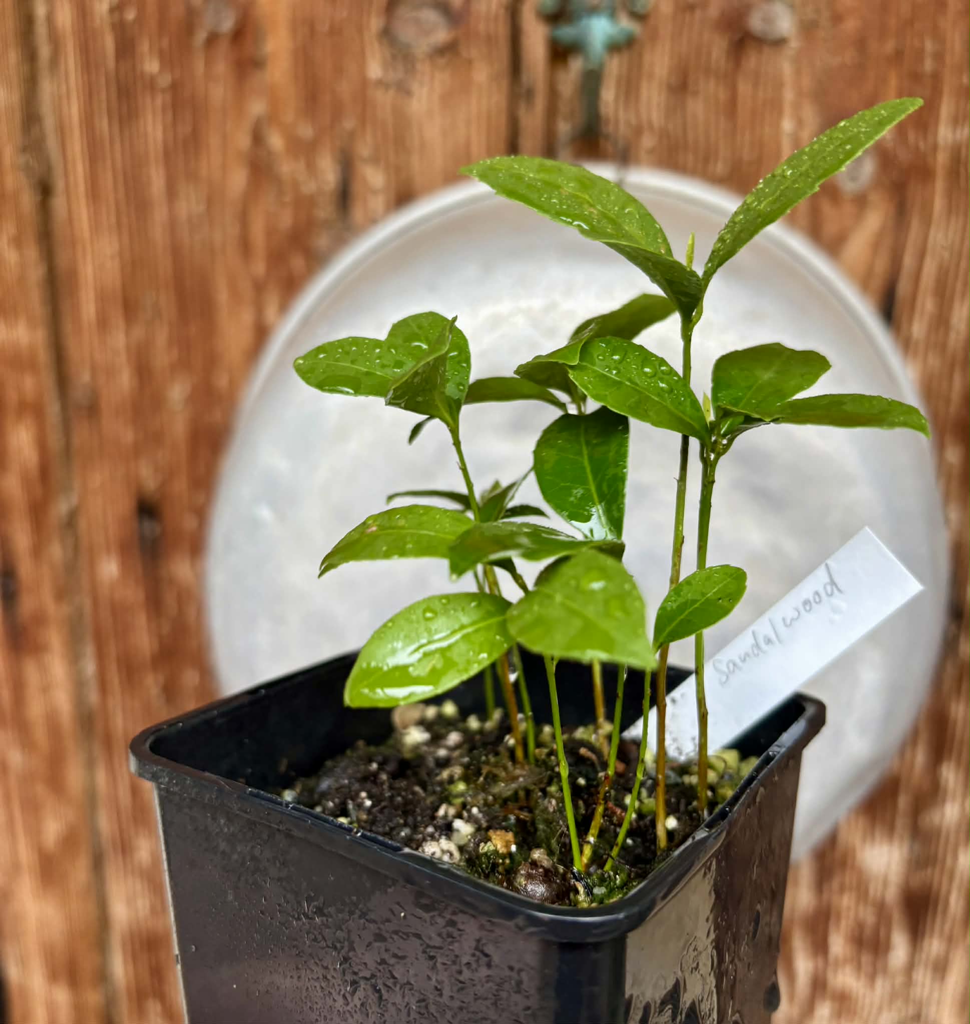 10 in 1 pot - Sandalwood (Santalum album) - 10 seedlings in one pot / 10 Sämlinge in einem Topf