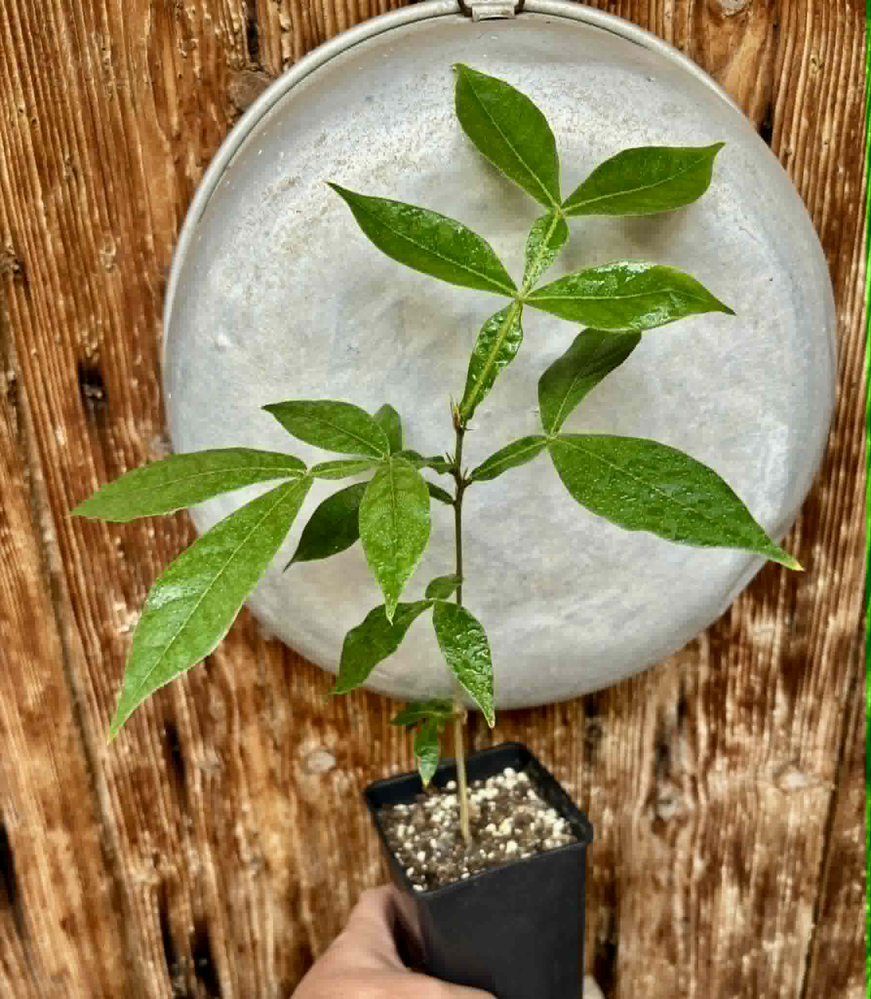 Inga vera  - 1 potted seedling / 1 getopfter Sämling