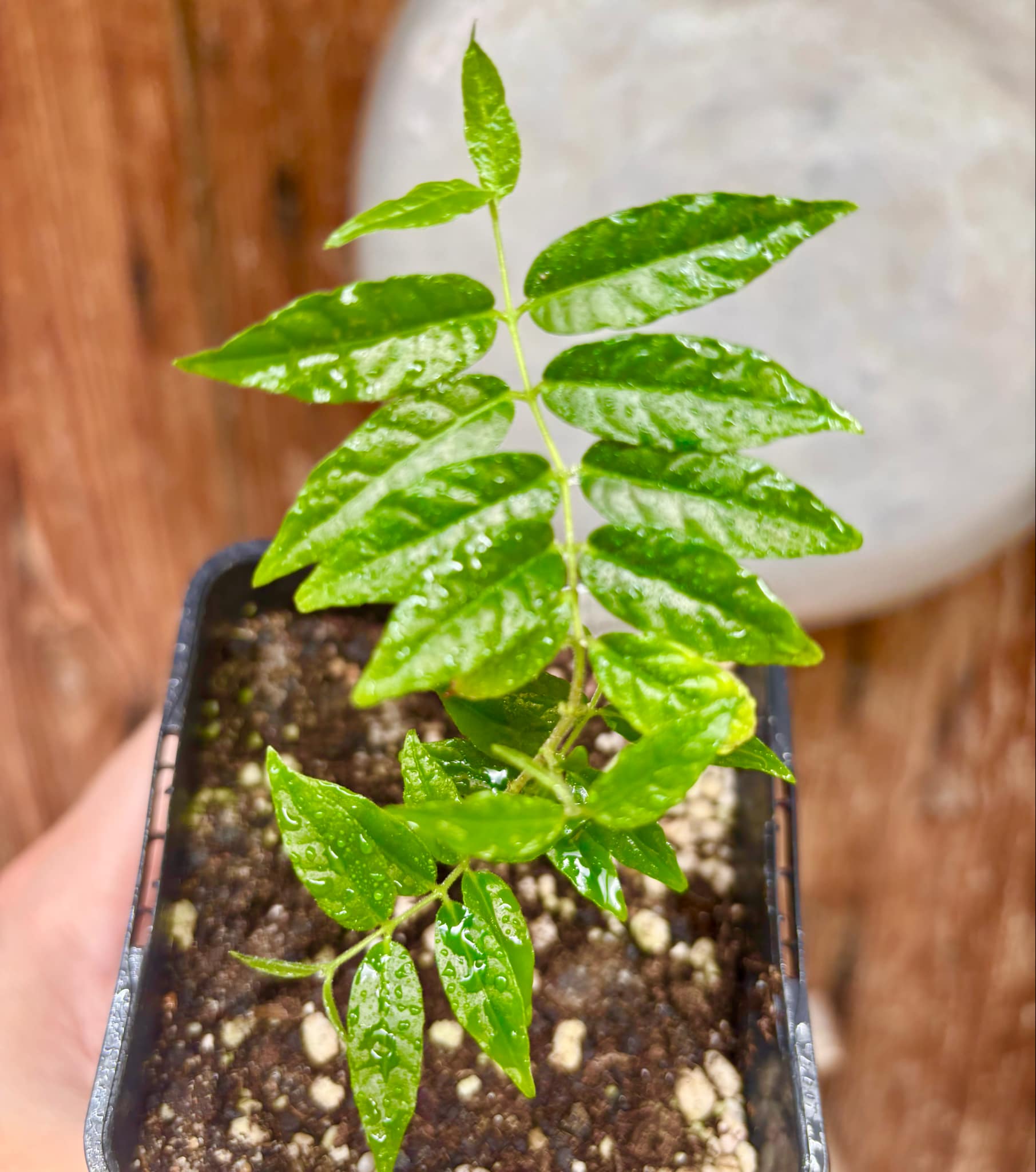 Campomanesia phaea - Flying Saucer Fruit - Cambuci  - 1  potted plant / 1 getopfte Pflanze