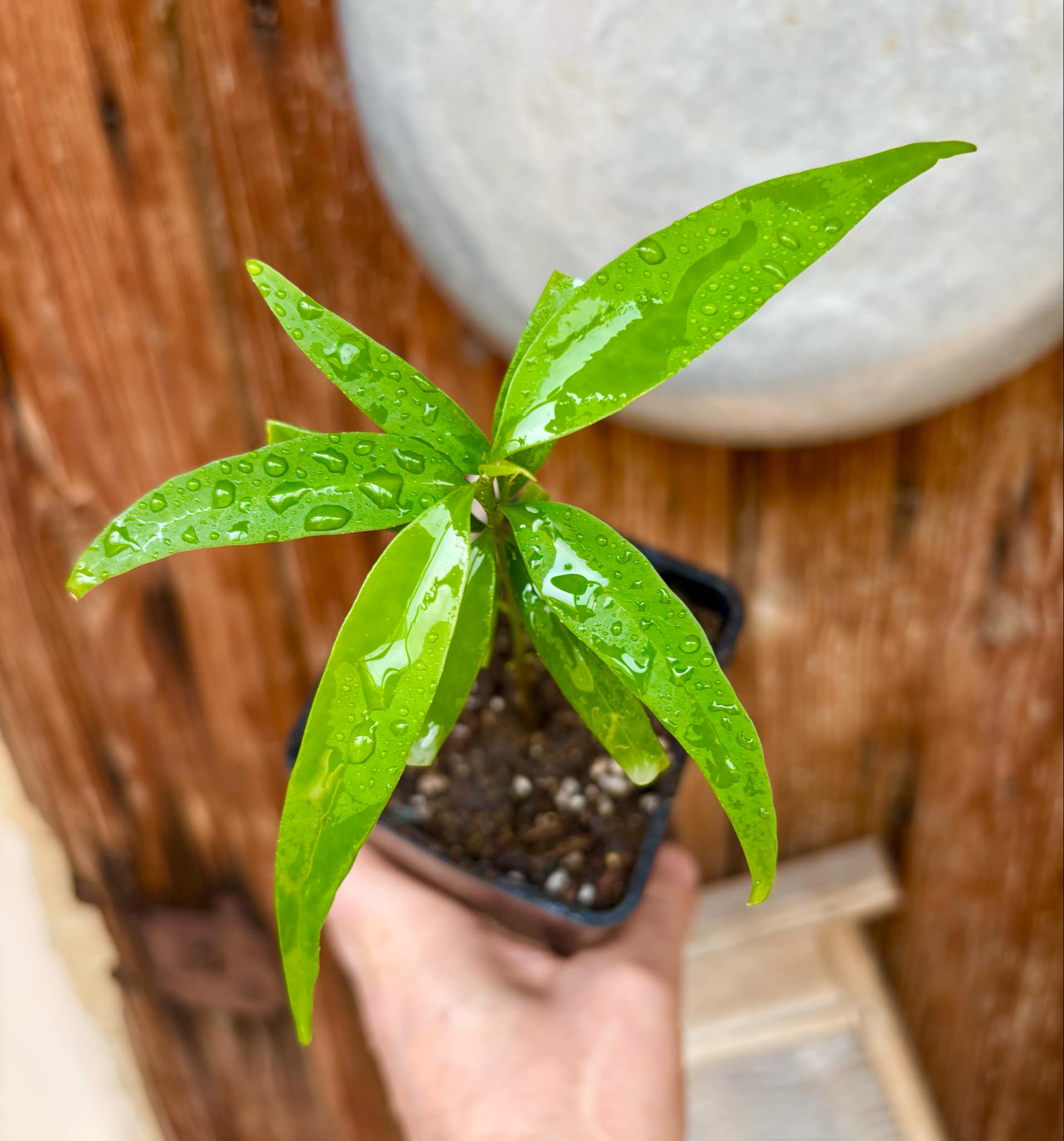 Leche-Miel Fruit (Lacmellea edulis) - 1 potted plant / 1 getopfte Pflanze