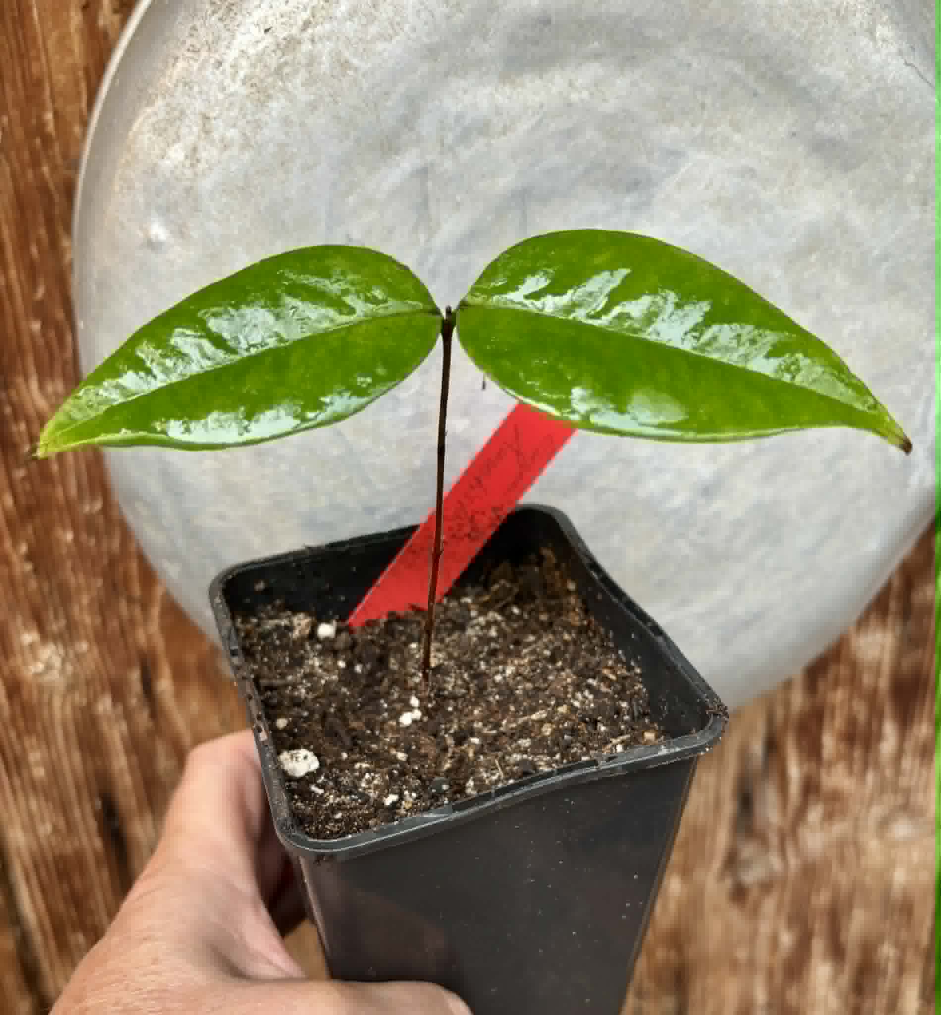 last plant - Eugenia sp Ametista - 1 potted seedling / 1 getopfter Sämling