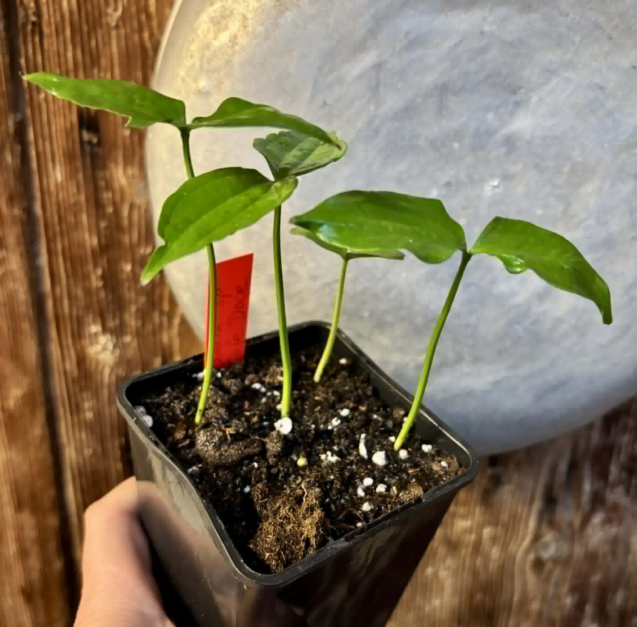 4 in 1 pot - Dulacia sp. Cafe Doce  -  4 seedlings in one pot / 4 Sämlinge in einem Topf