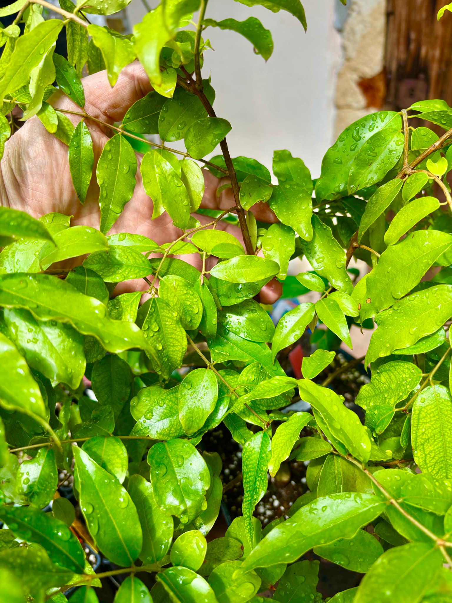 Jaboticaba Hybrid (Plinia phitrantha NOVAK x Plinia trunciflora) - 1 potted plant / 1 getopfte Pflanze