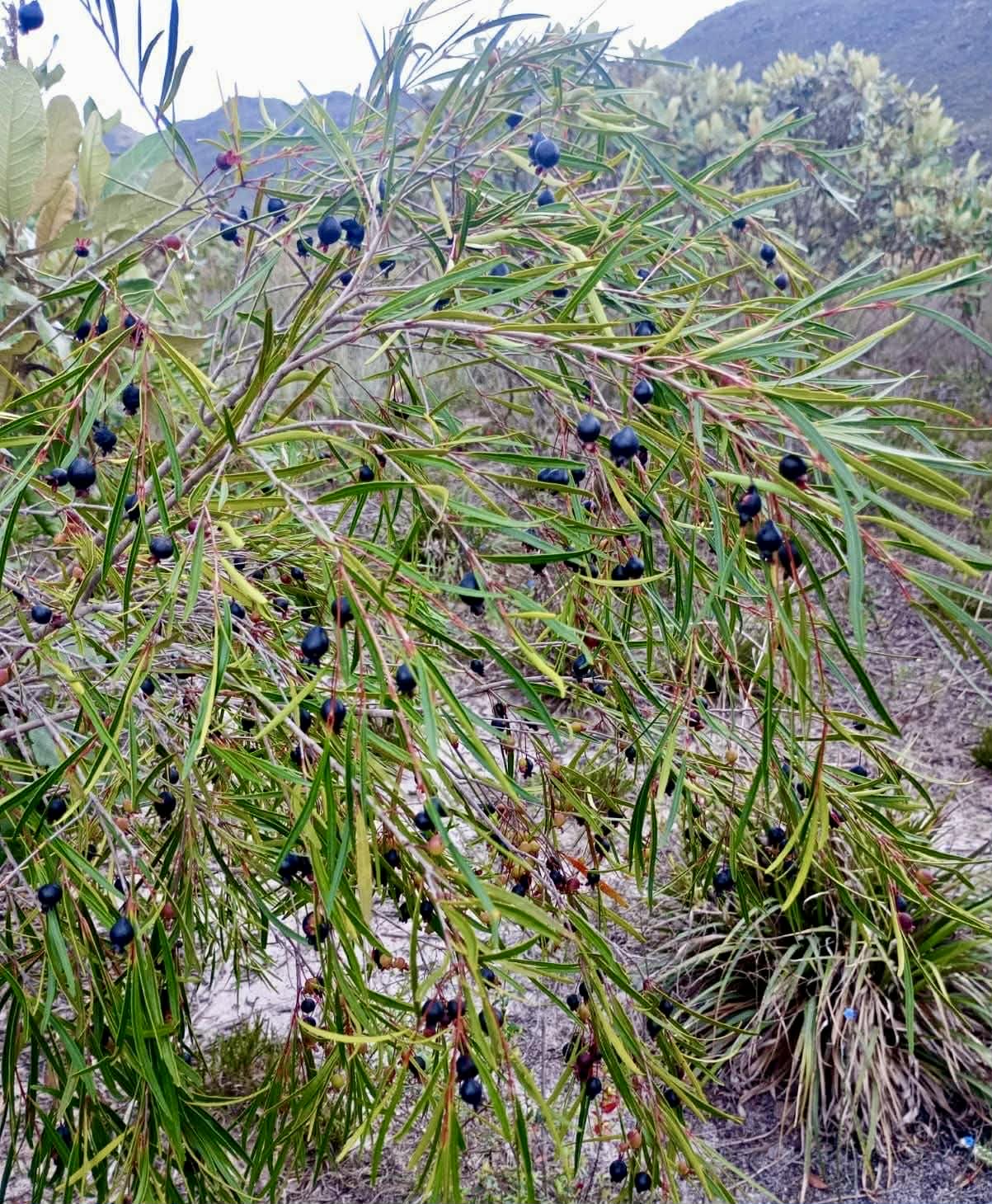 Eugenia salicifolia  - 1 fresh seed / 1 frischer Samen