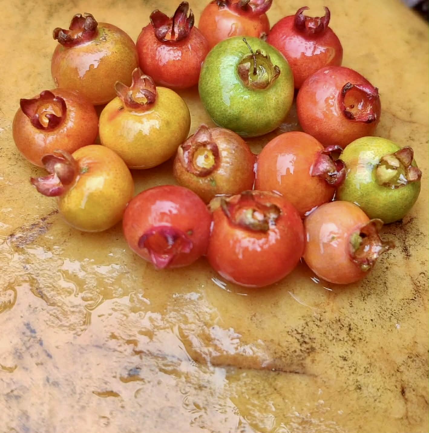 Campomanesia eugenioides var Escarlate -  1 fresh seed / 1 frischer Samen