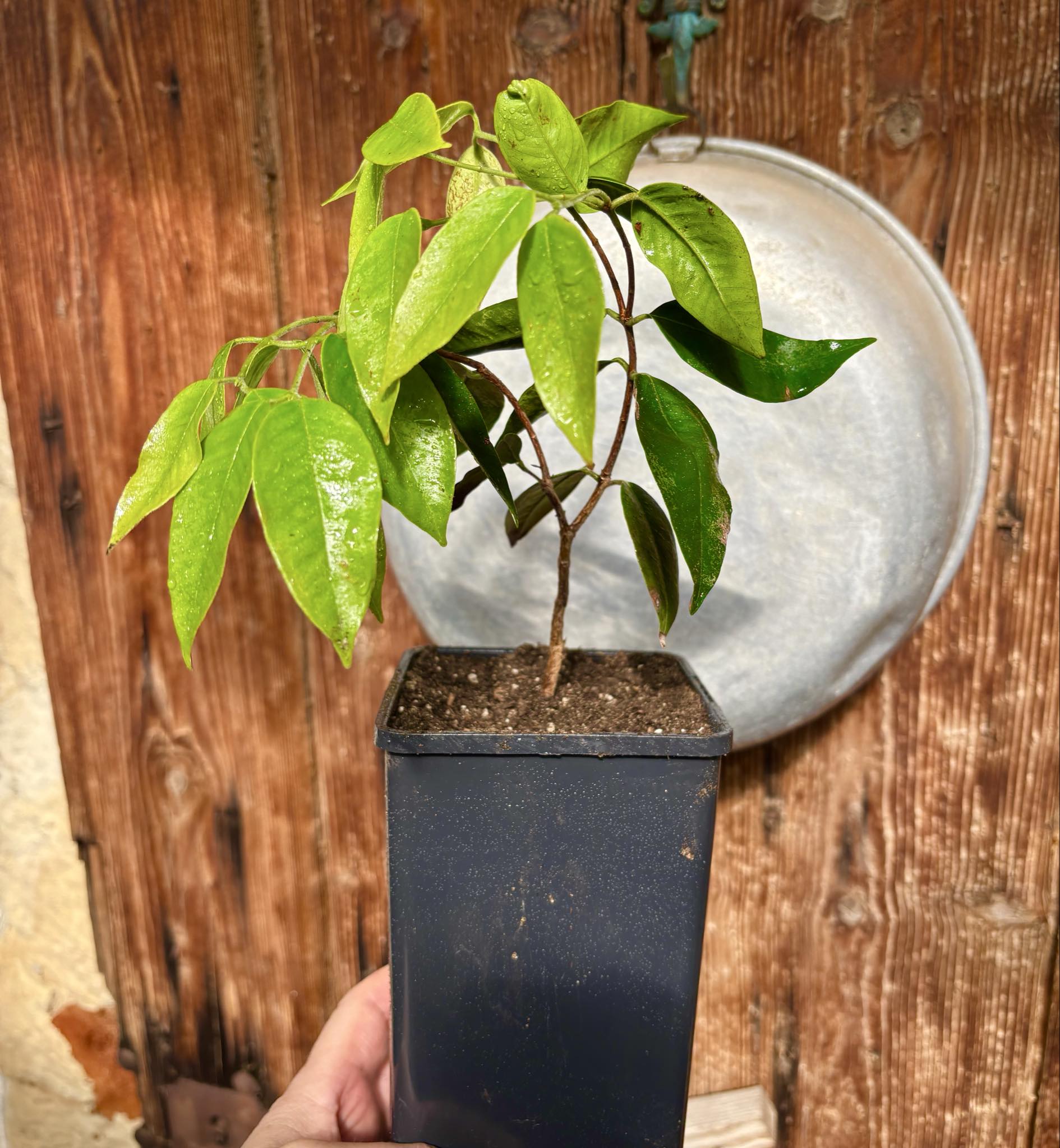 over two years old - Cambuca (Plinia edulis) - 1 potted plant / 1 getopfte Pflanze