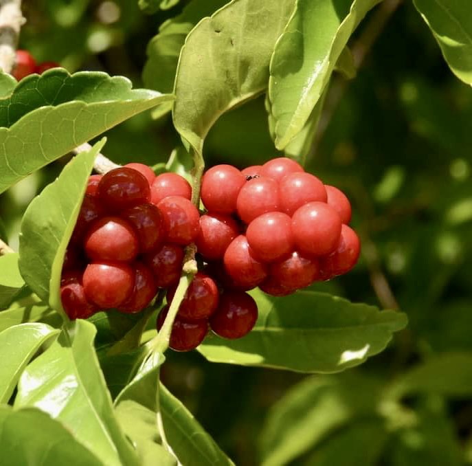 Allophylus edulis - Chal-Chal / Fruta de Pomba - 1 fresh seed / 1 frischer Samen