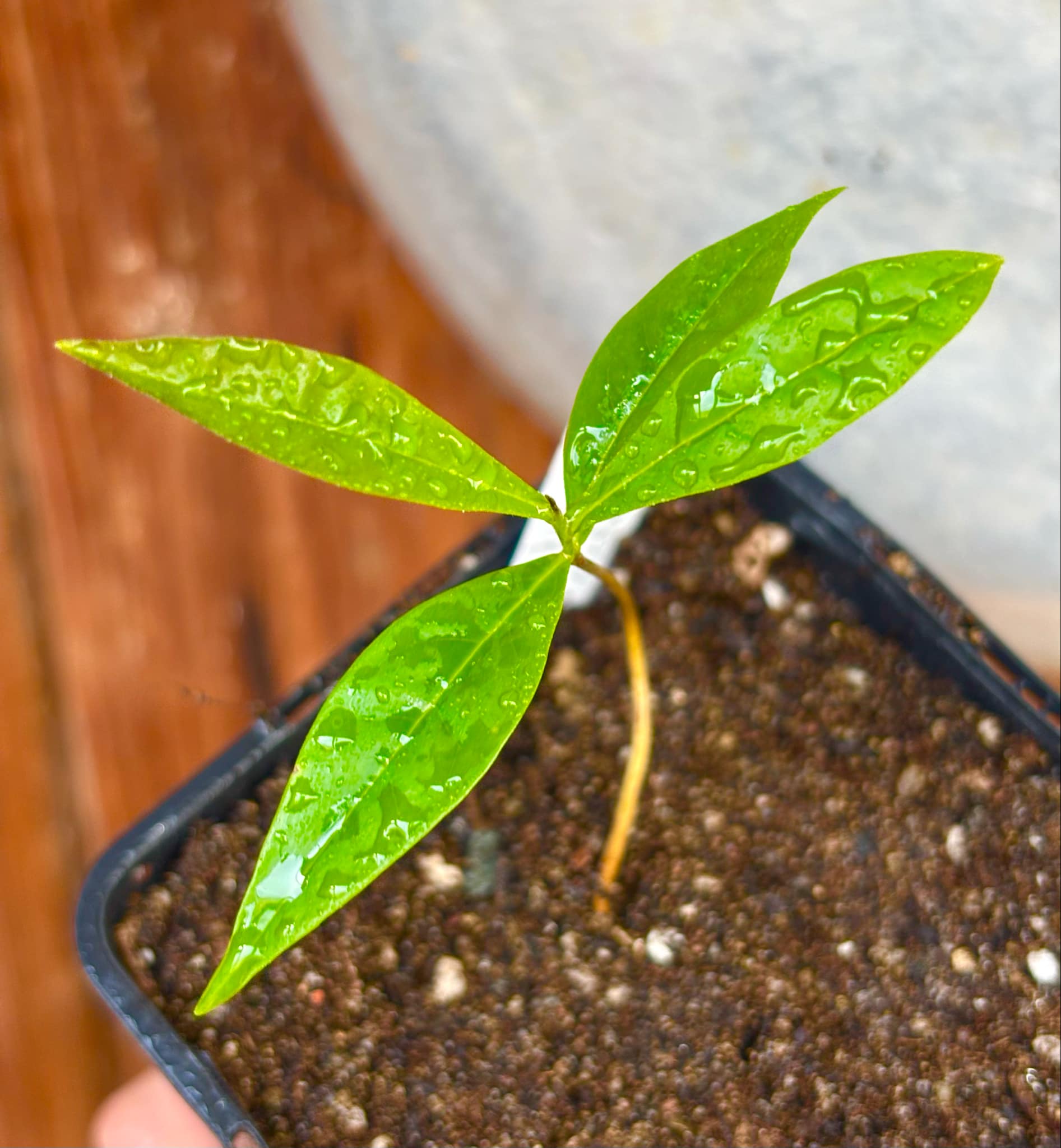 Duguetia cf. vallicola  - 1 small potted seedling / 1 kleiner, getopfter Sämling