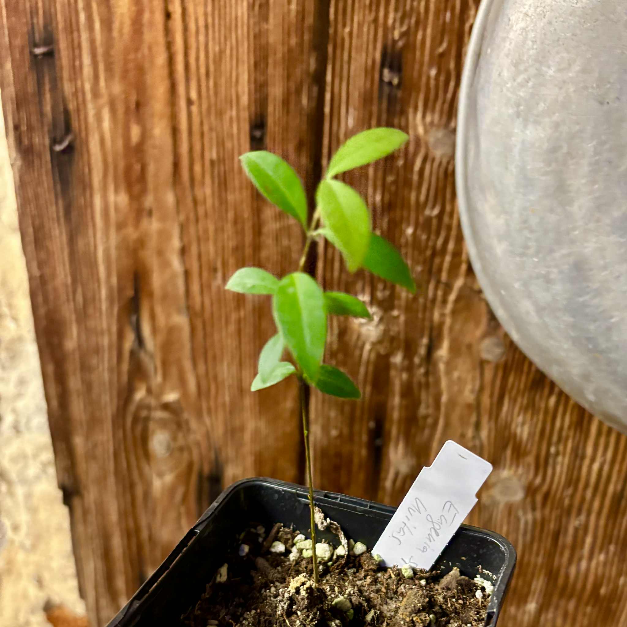 Eugenia sp Uvitas -  1 small potted seedling / 1 kleiner, getopfter Sämling