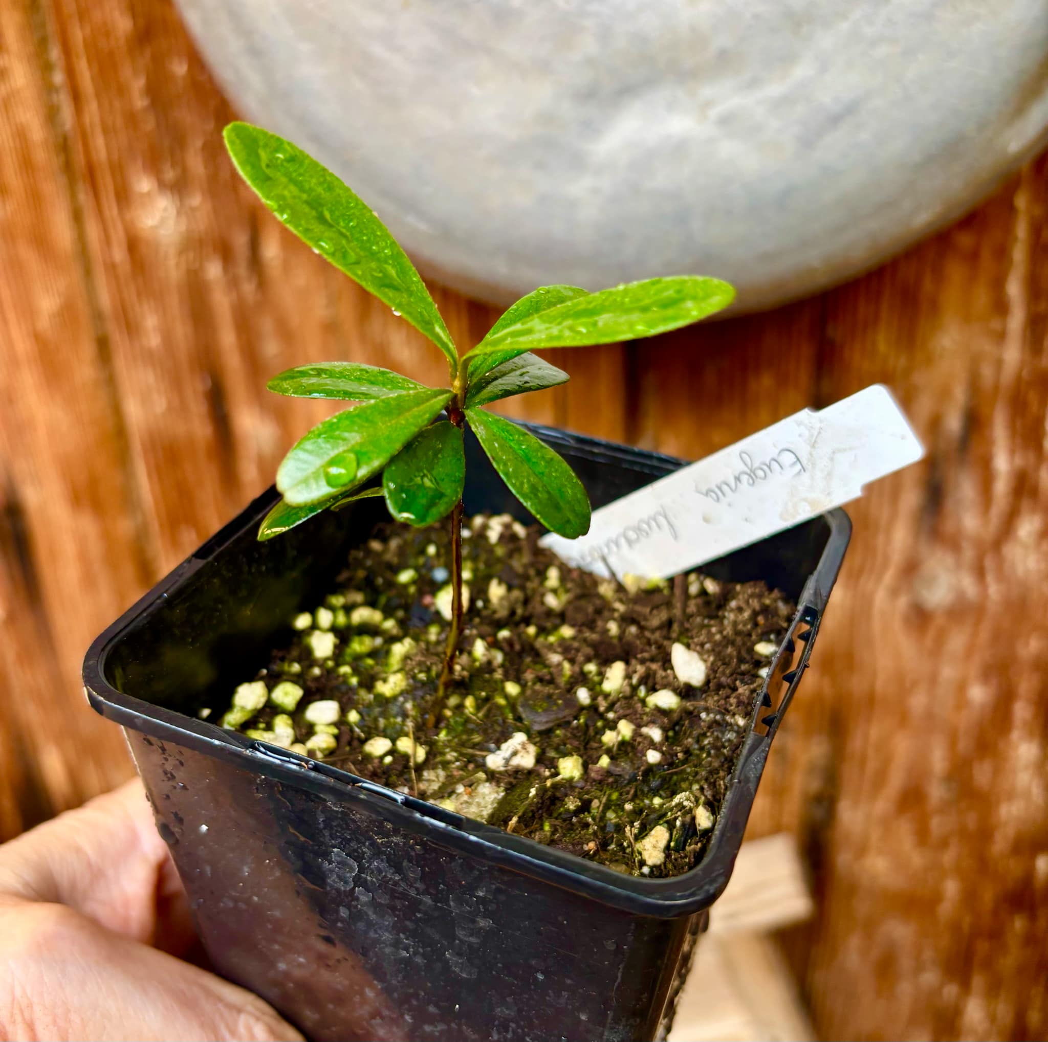 Pitomba (Eugenia luschnathiana) - 1 potted plant / 1 getopfte Pflanze