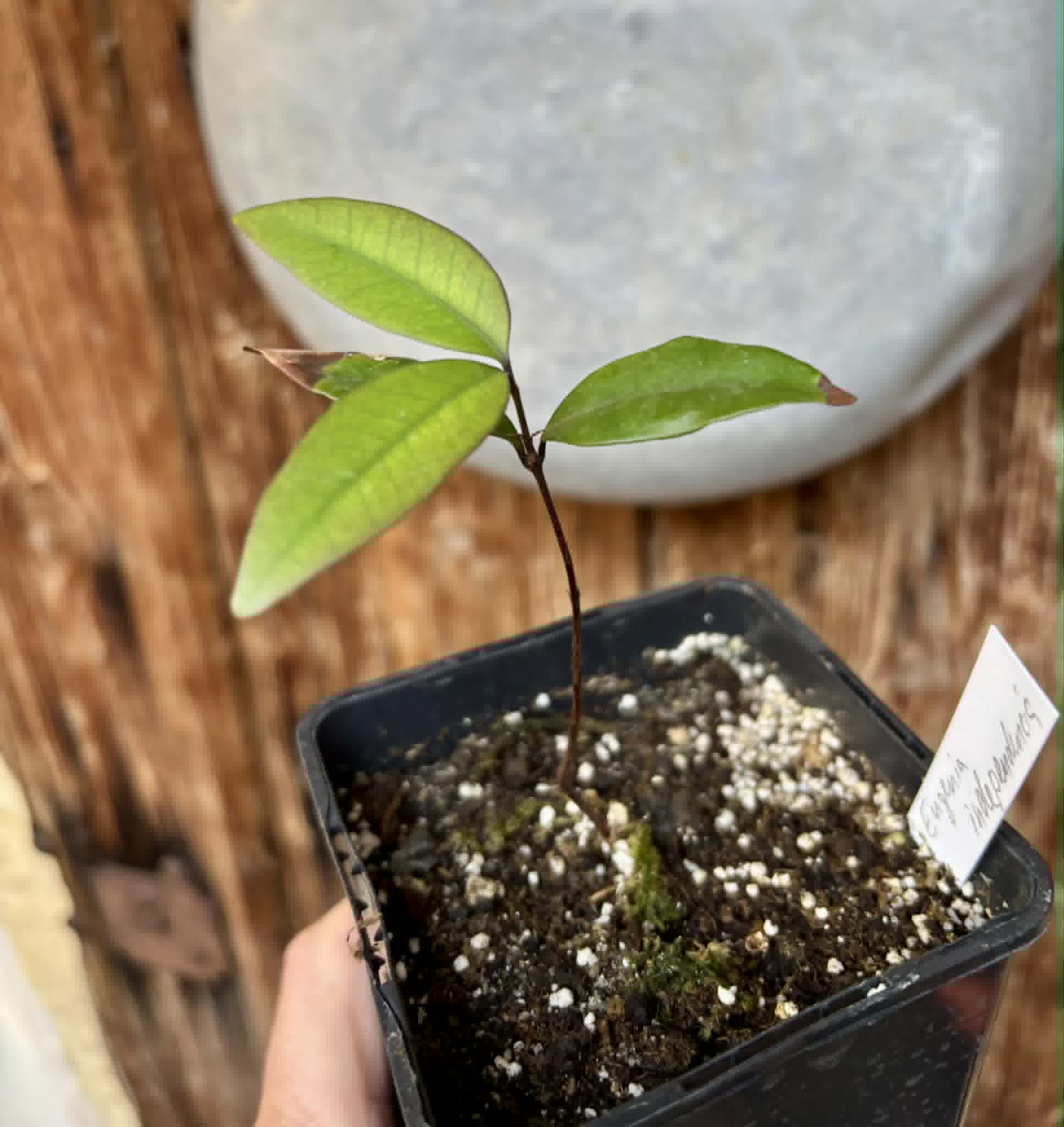 Eugenia sp Independencia - 1 potted seedling / 1 getopfter Sämling