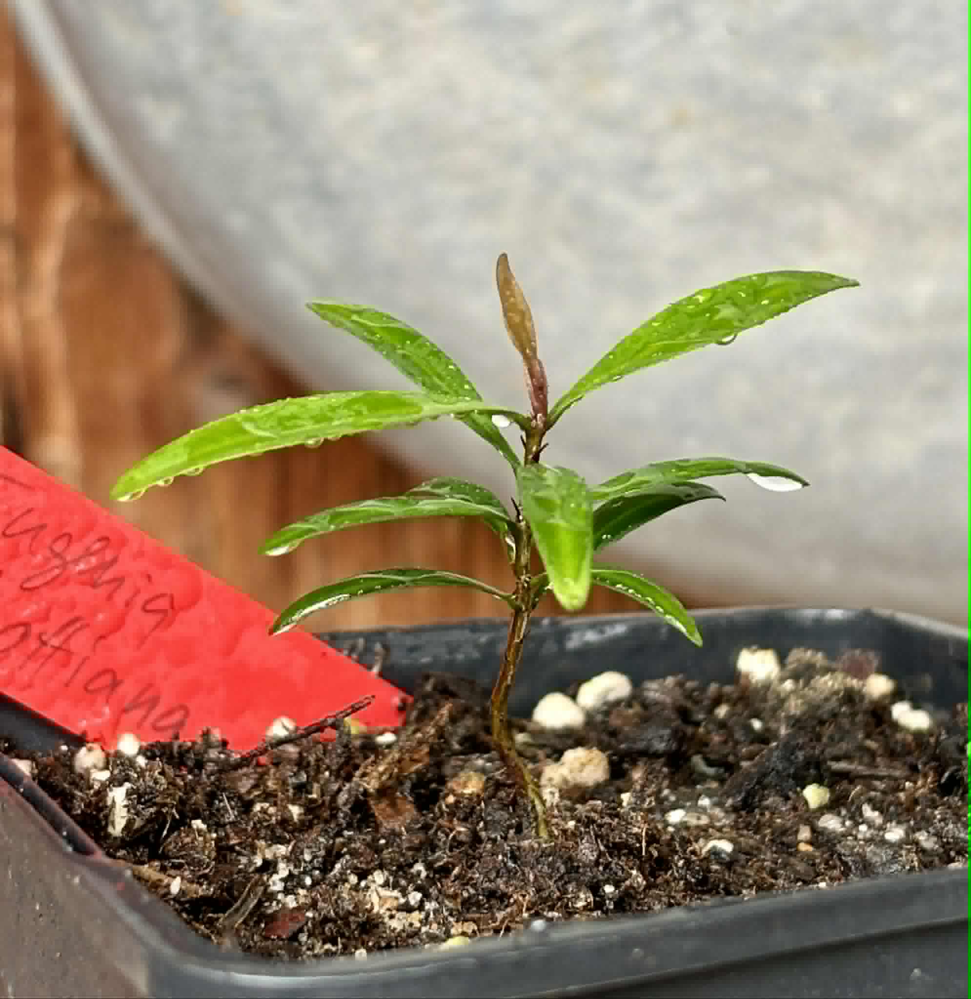 Eugenia schottiana -  1 small potted seedling / 1 kleiner, getopfter Sämling