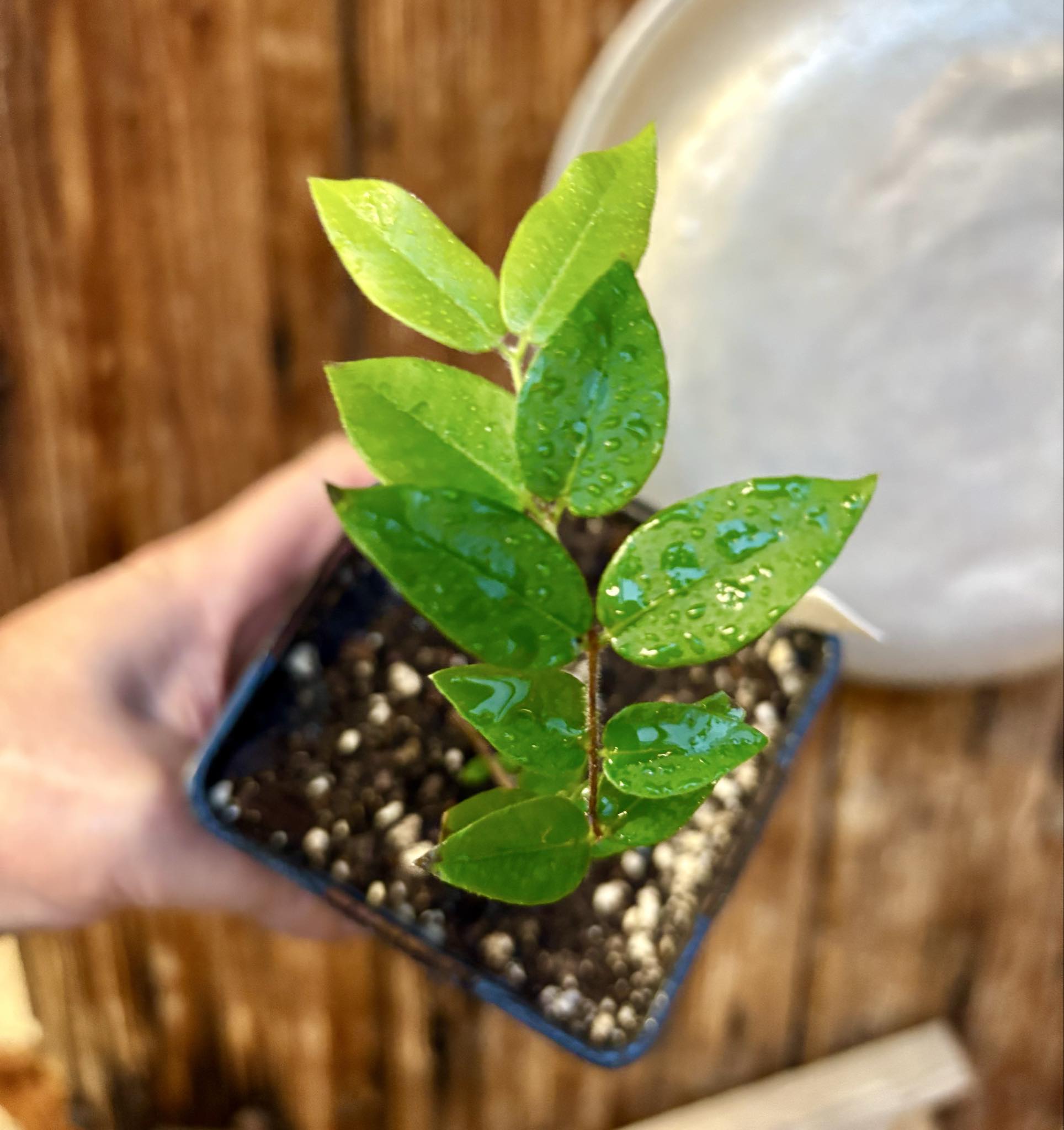 Myrciaria aff plinioides-  1 potted seedling / 1 getopfter Sämling