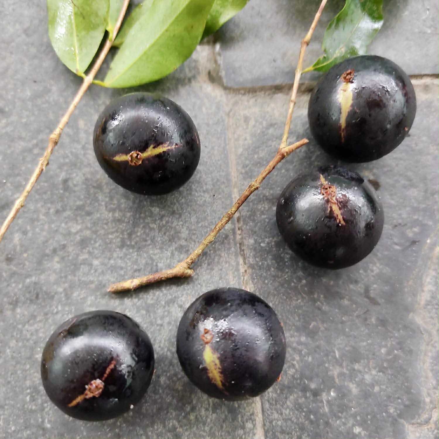 Pre Order - Plinia sp. Listrada var. Urucuca -  1 fresh seed / 1 frischer Samen