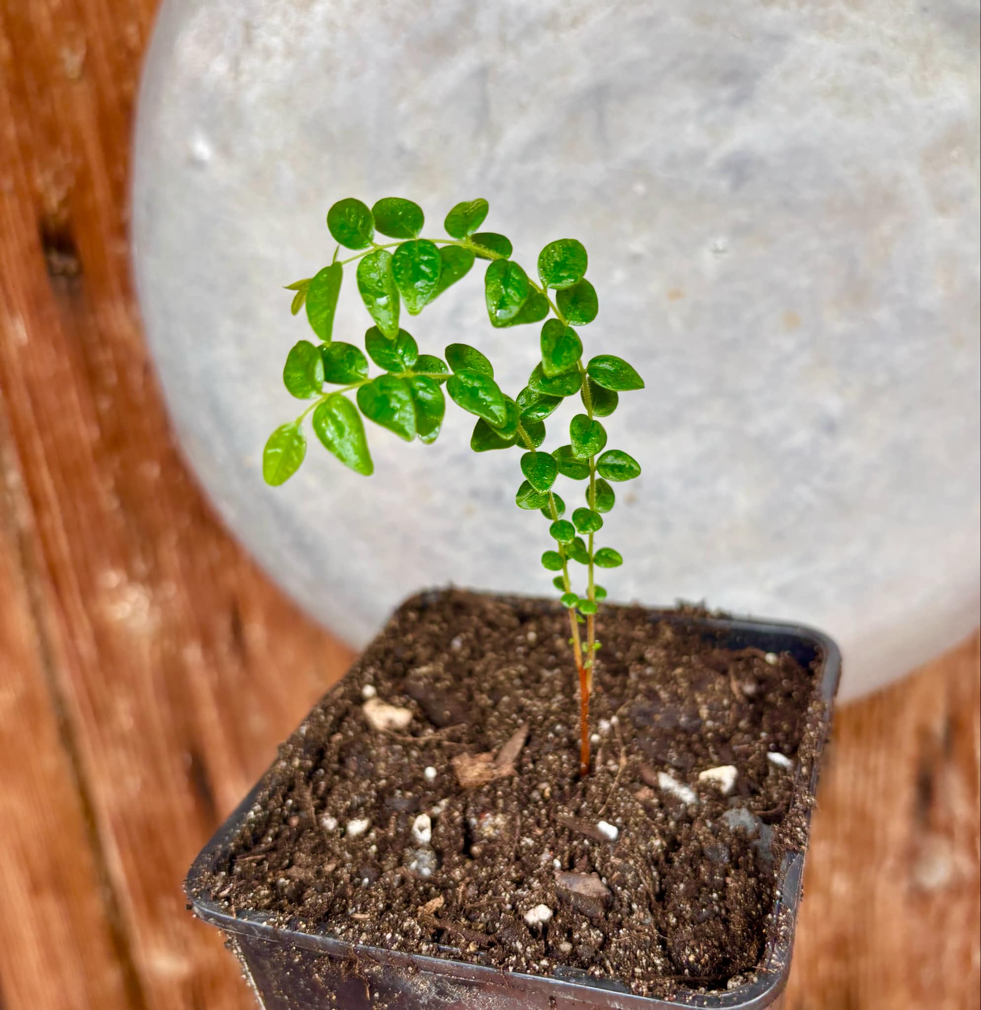 Myrciaria sp Pastora - 1 small potted seedling / 1 kleiner, getopfter Sämling