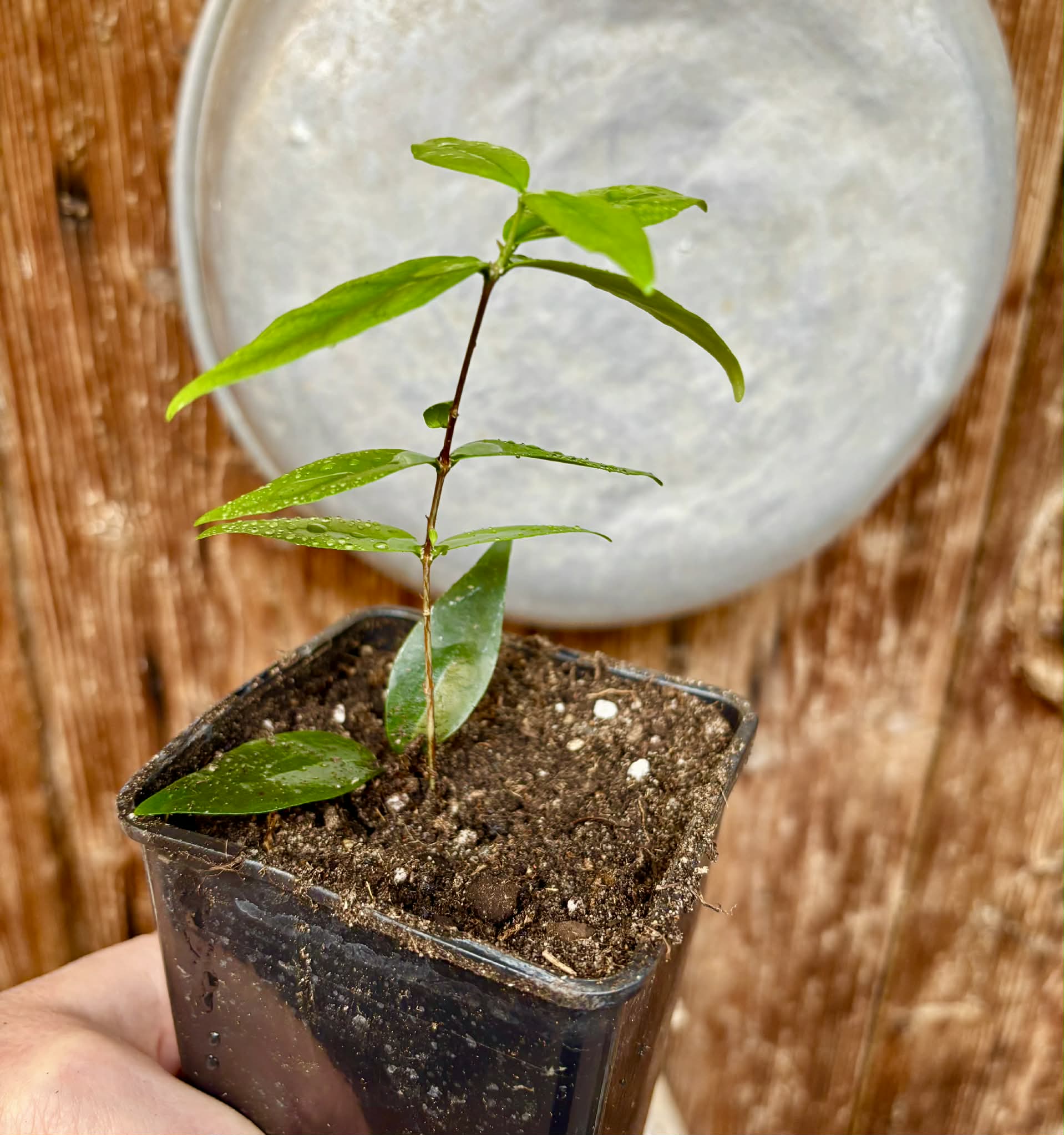 rooted cutting from over 4 years old plant - Eugenia sp Laranja Serralandia - 1 potted plant / 1 getopfte Pflanze