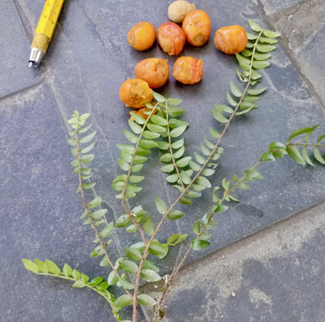 Myrciaria sp Nara -  1 fresh seed / 1 frischer Samen