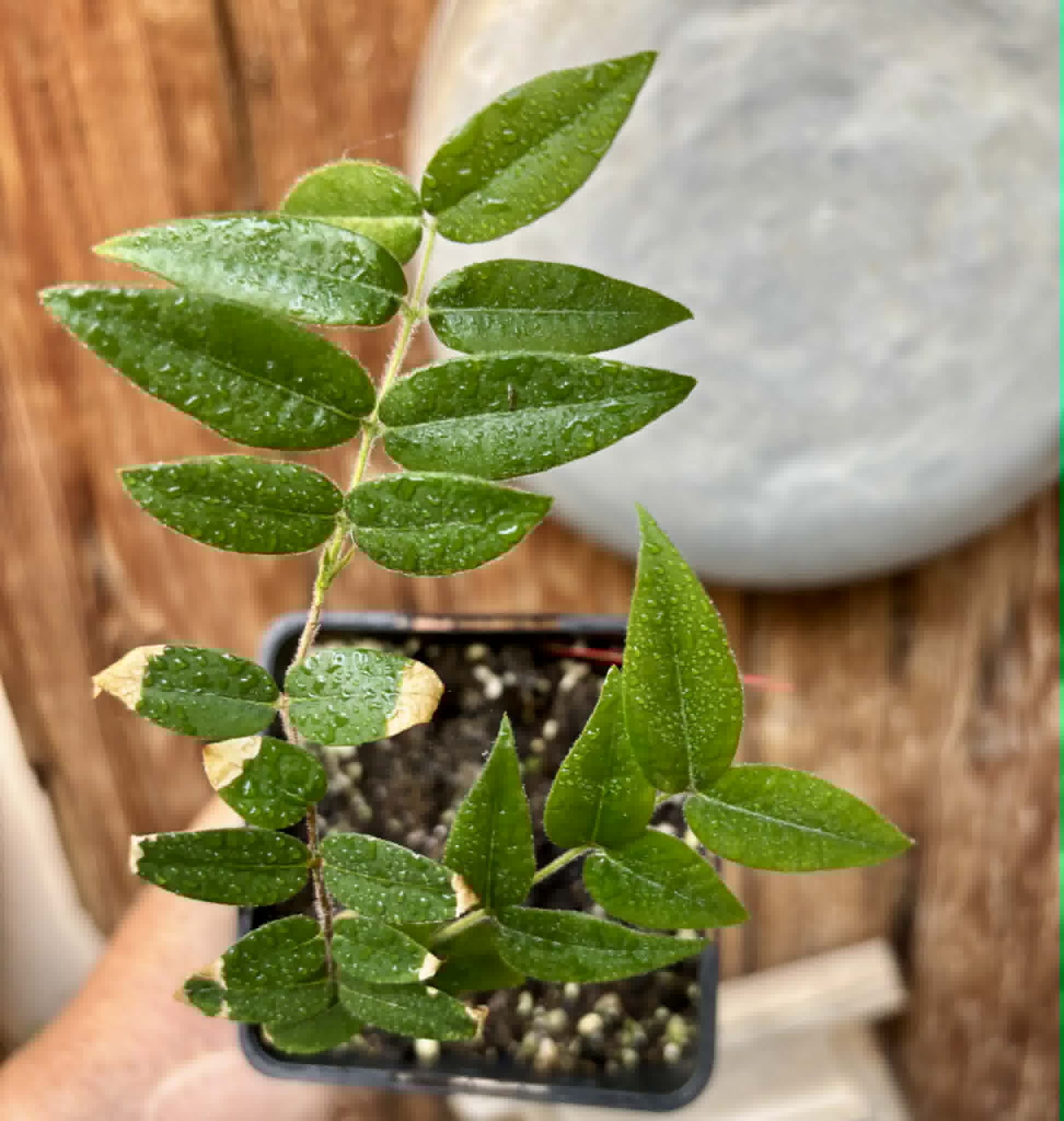 Myrciaria aff plinioides-  1 potted seedling / 1 getopfter Sämling