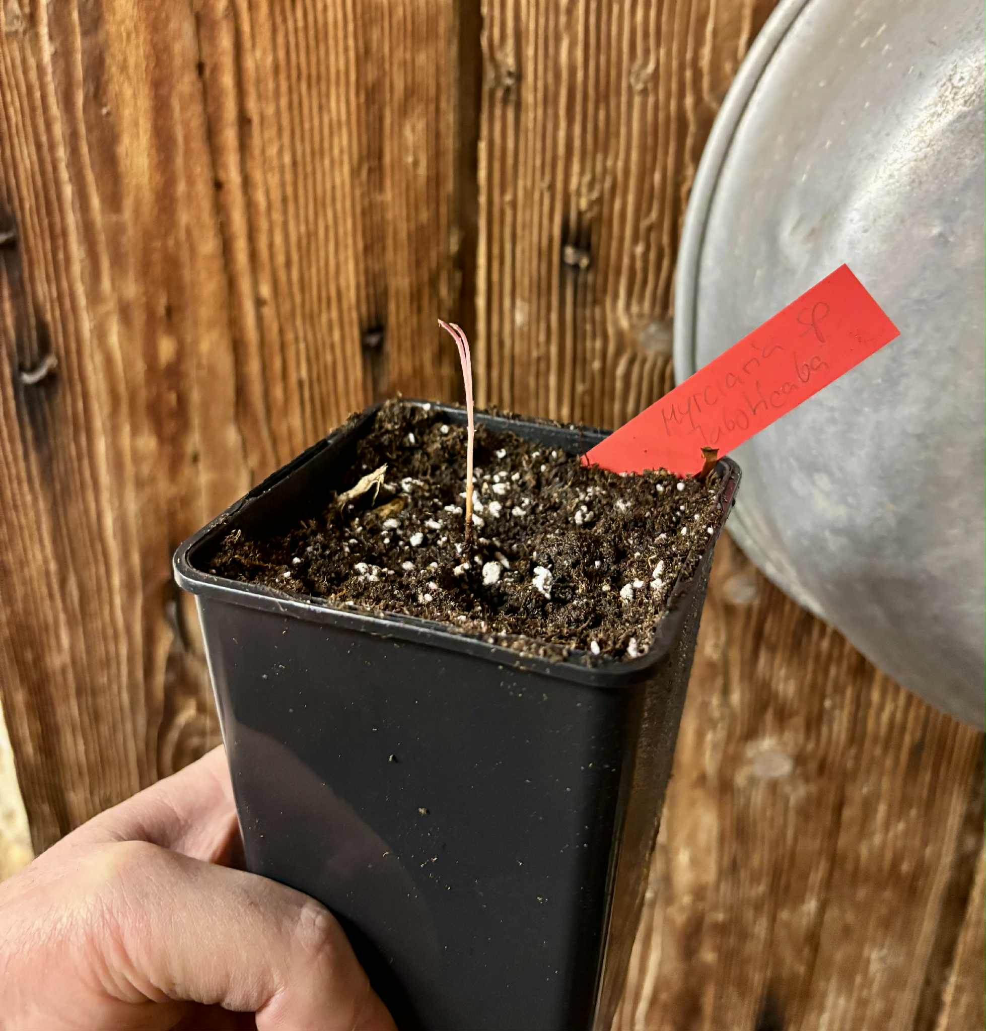 Myrciaria sp Jaboticaba - 1 potted seedling / 1 getopfter Sämling