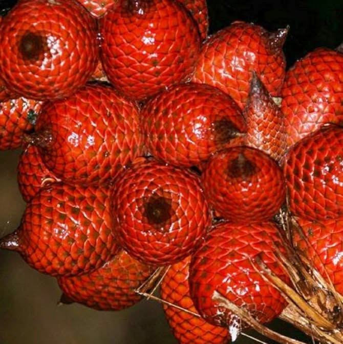 Pre Order - Ridan Salak (Salacca affinis) -  91 fresh seed / 1 frischer Samen