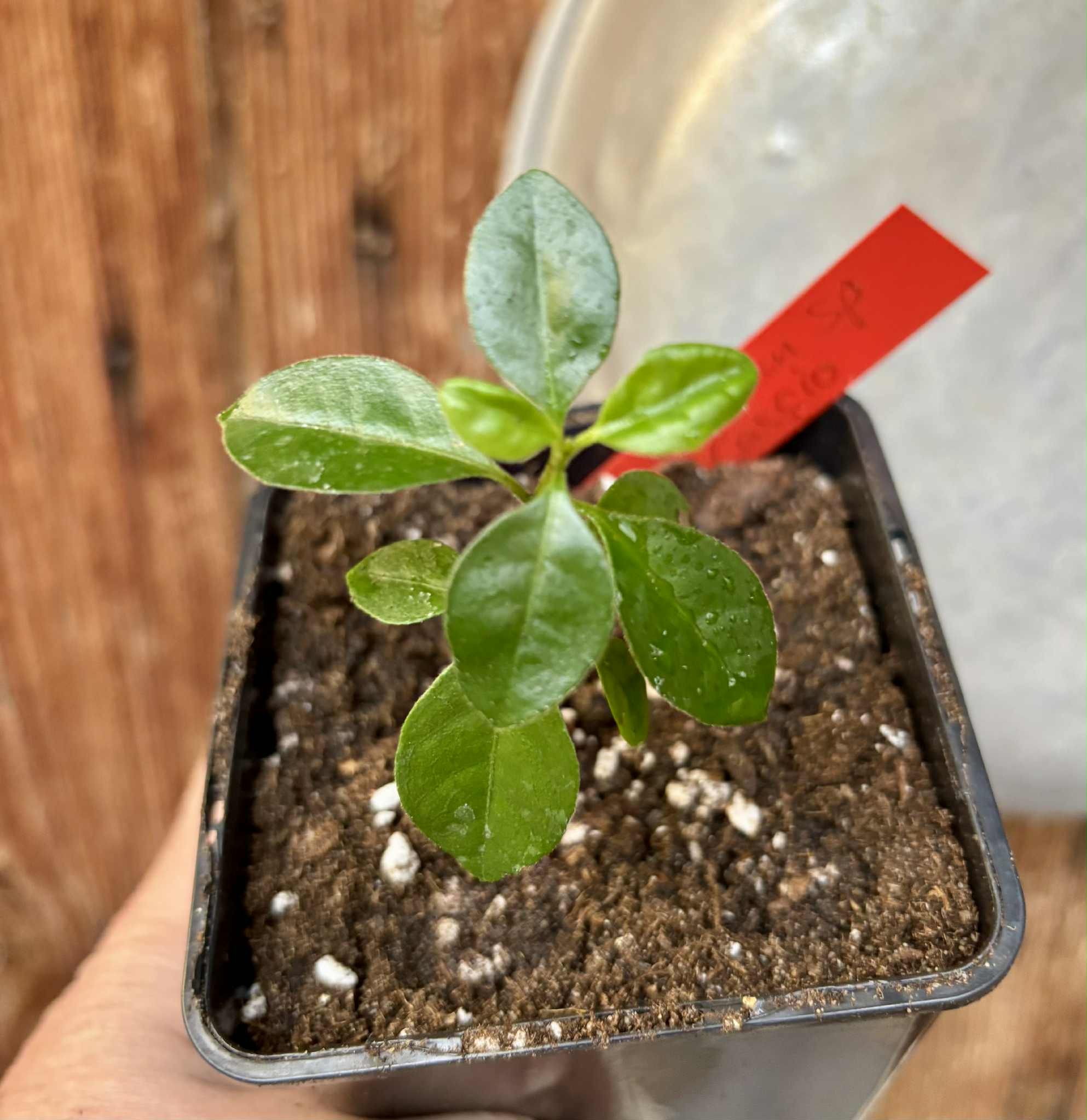 Psidium sp Cassio - 1 potted seedling / 1 getopfter Sämling