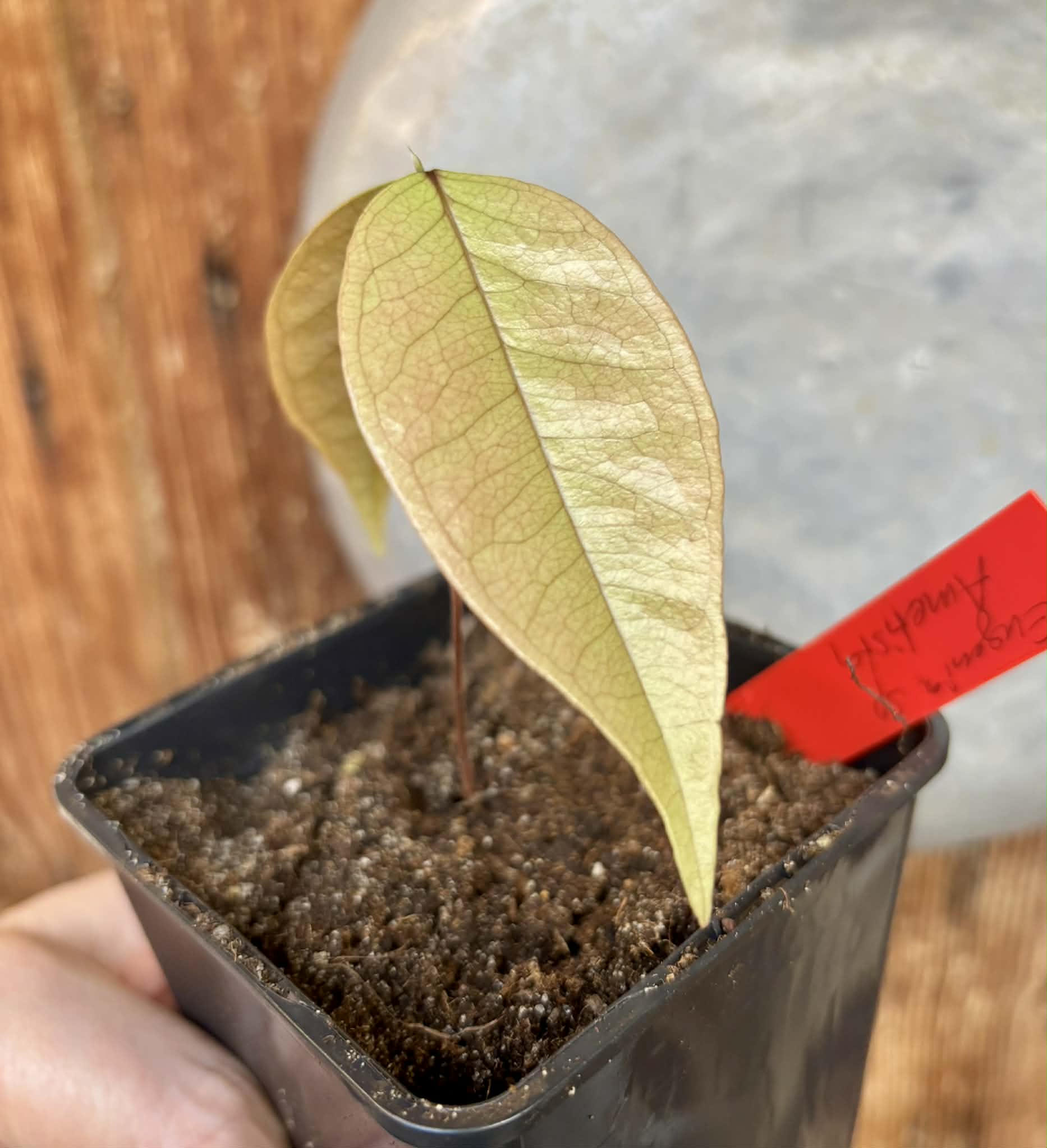 Eugenia sp Ametista - 1 potted seedling / 1 getopfter Sämling