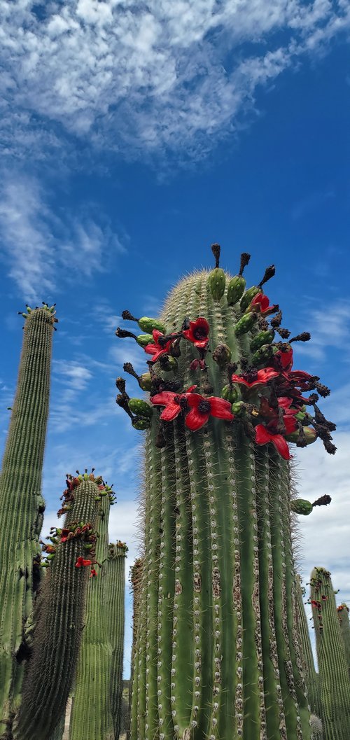 Saguaro (Carnegiea gigantea) - 10 fresh seeds / 10 frische Samen