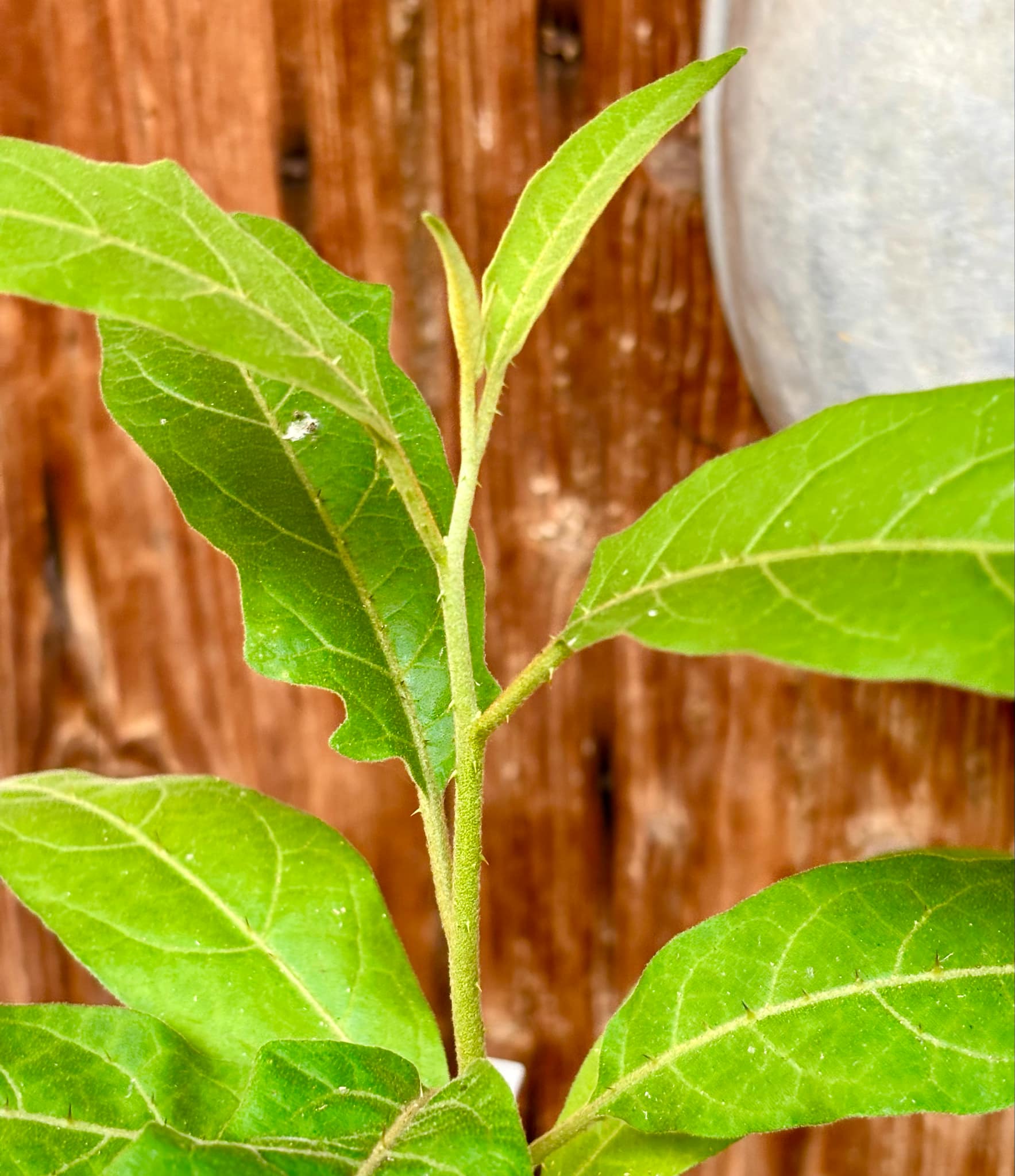 Solanum sp. Mata Escura - 1 potted plant / 1 getopfte Pflanze