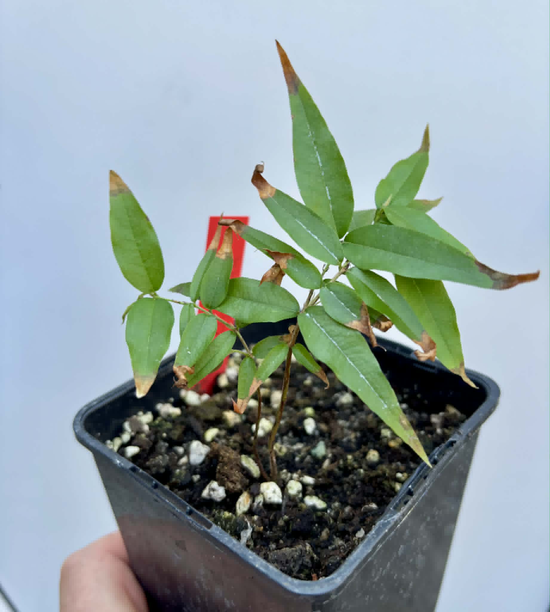 Plinia sp. Listrada var. Urucuca -  1 potted seedling / 1 getopfter Sämling