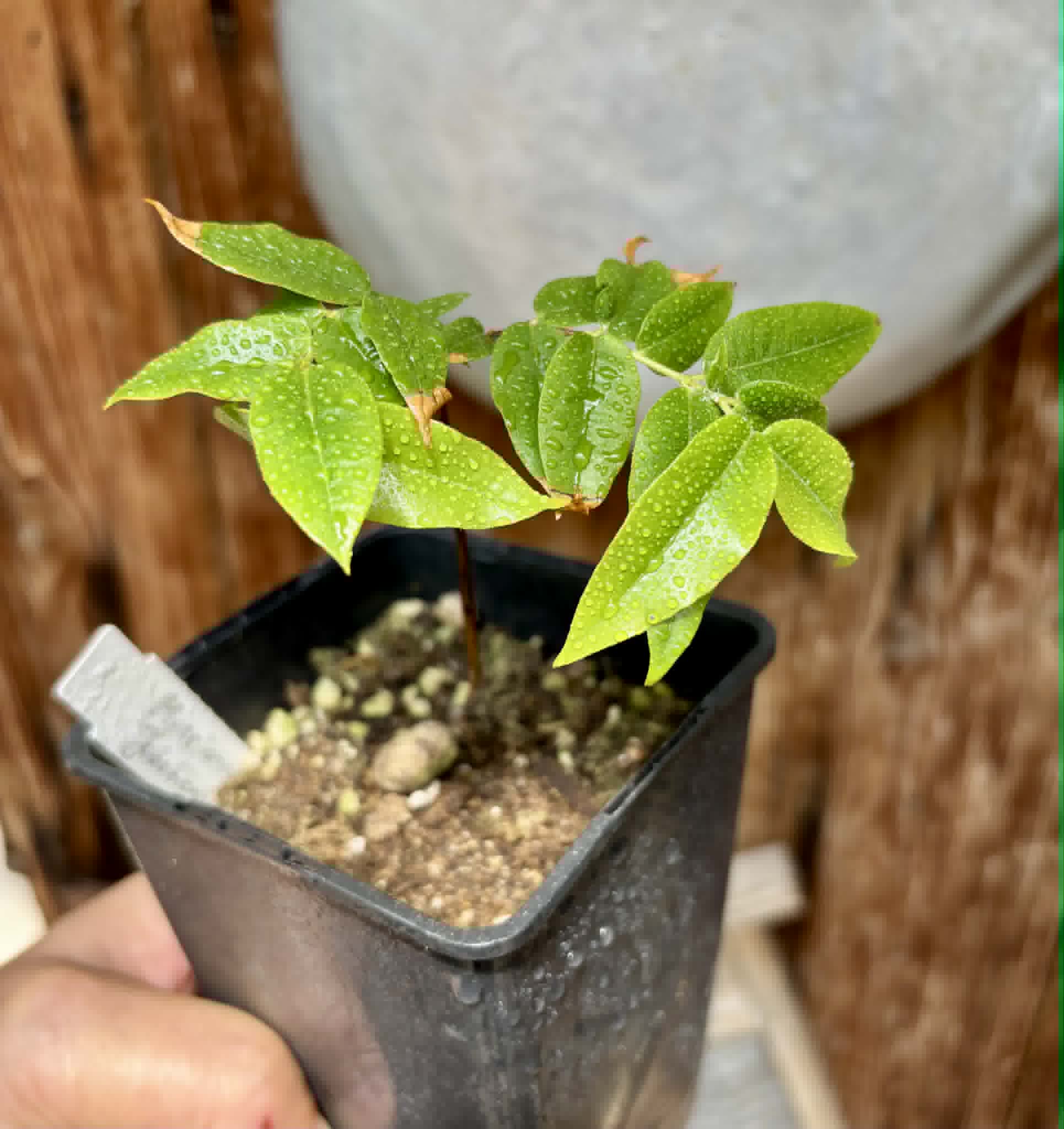 Myrciaria sp Jaboticaba - 1 potted seedling / 1 getopfter Sämling