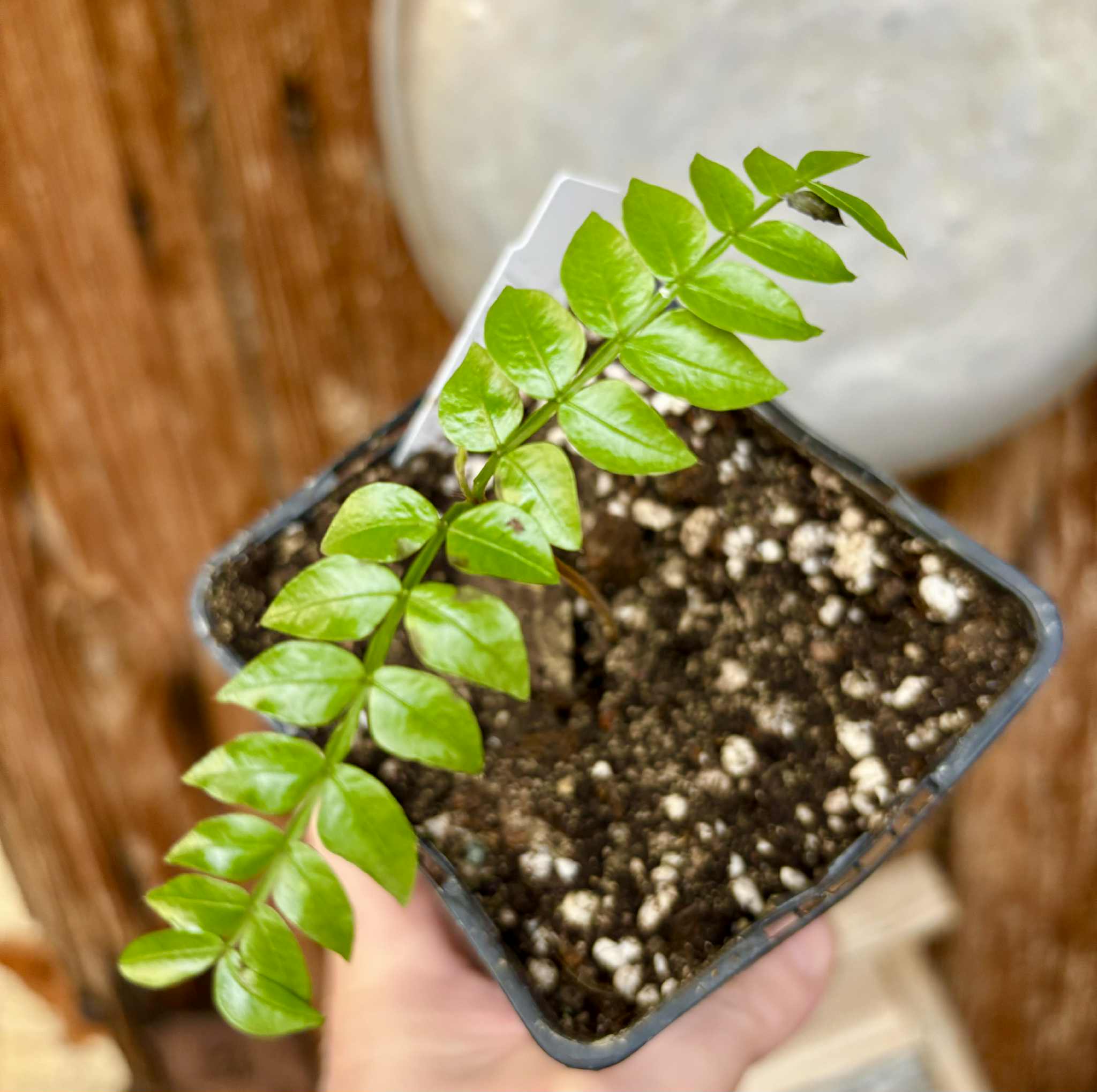 Inga aff. Pedunculata  - 1 potted seedling / 1 getopfter Sämling