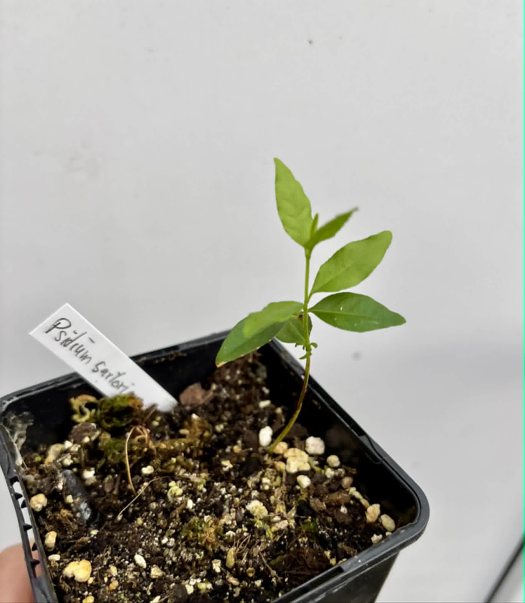 Psidium sartorianum - 1 potted seedling / 1 getopfter Sämling
