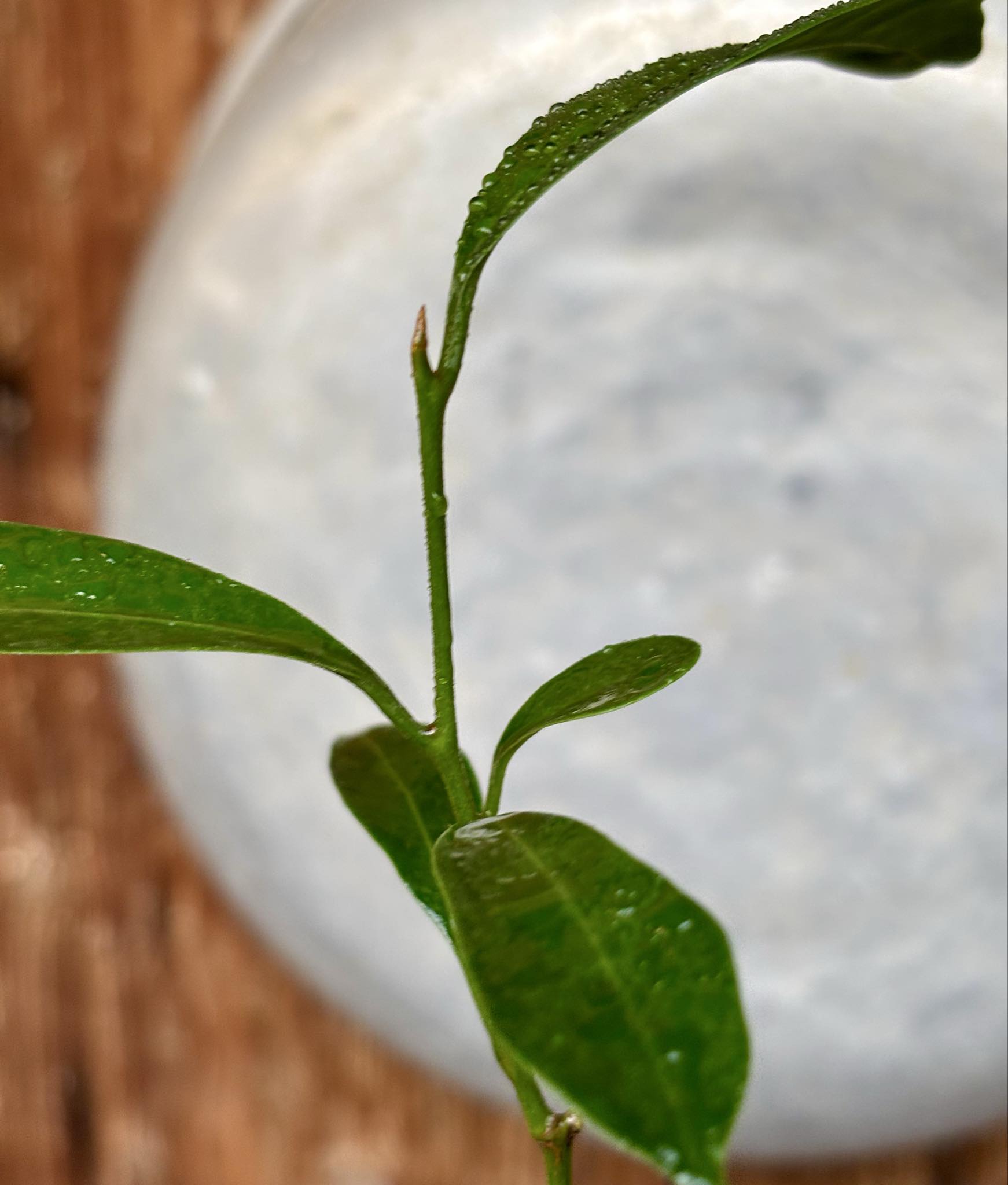 Pouteria alvesii - 1 potted seedling / 1 getopfter Sämling