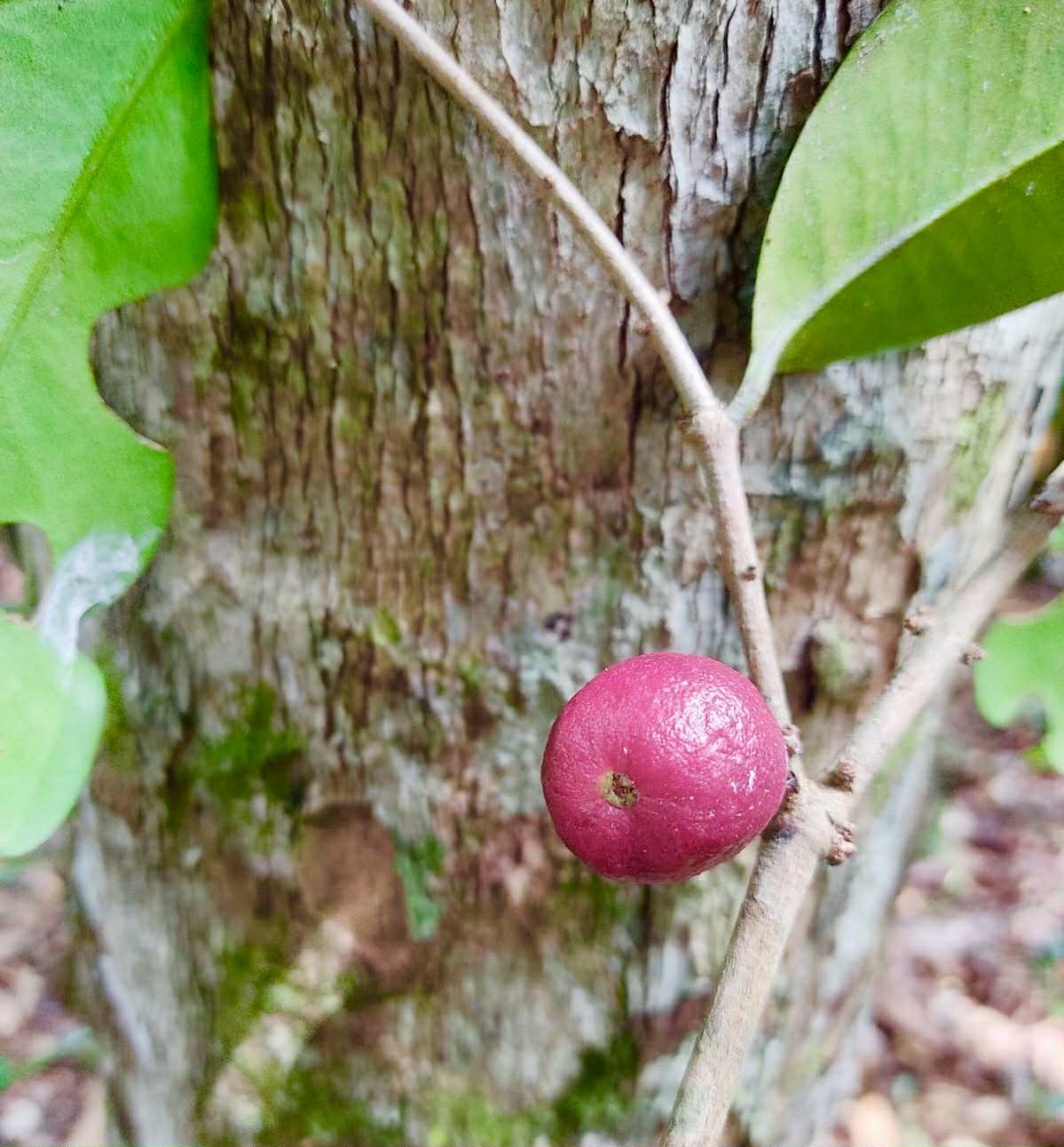 Eugenia sp Pindoca - 1 germinated seed / 1 gekeimter Samen Eugenia sp Pindoca - 1 germinated seed / 1 gekeimter Samen