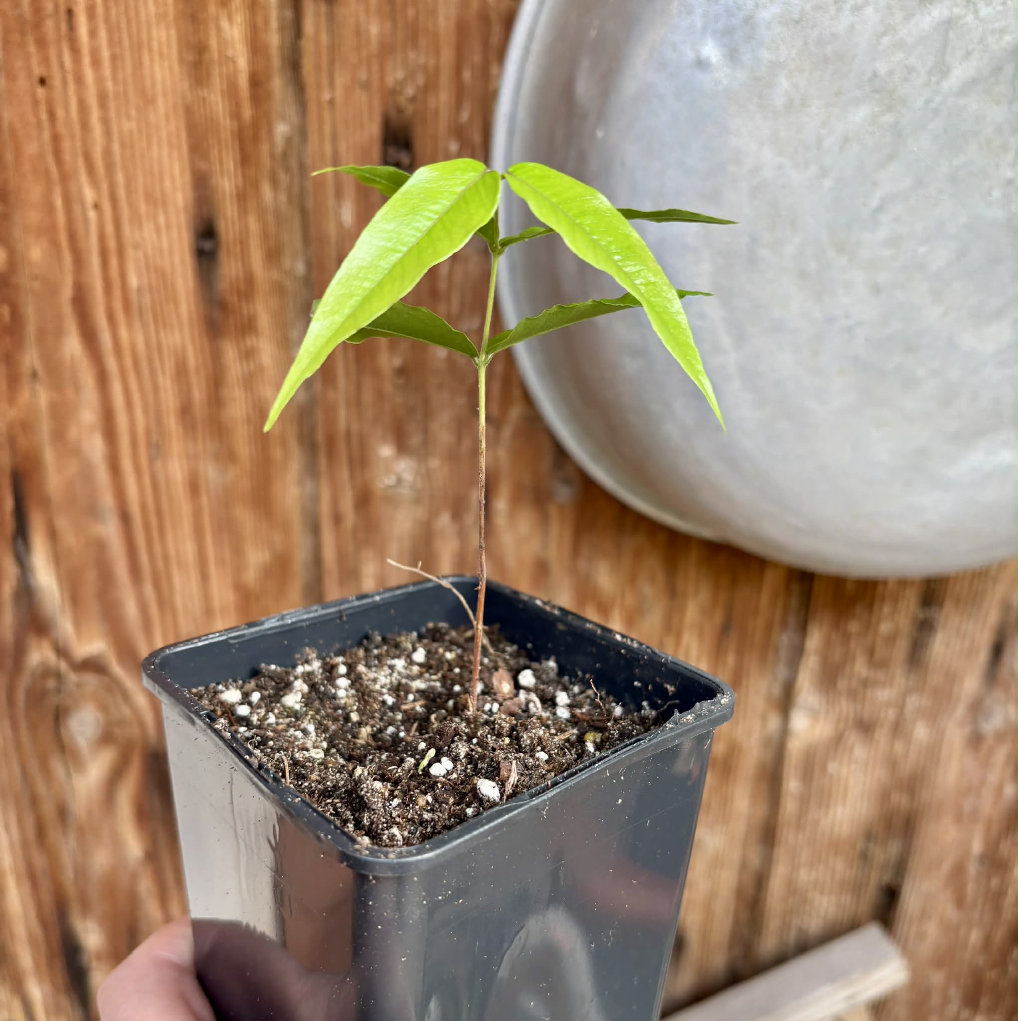 Myrciaria sp Jaboticaba - 1 potted seedling / 1 getopfter Sämling
