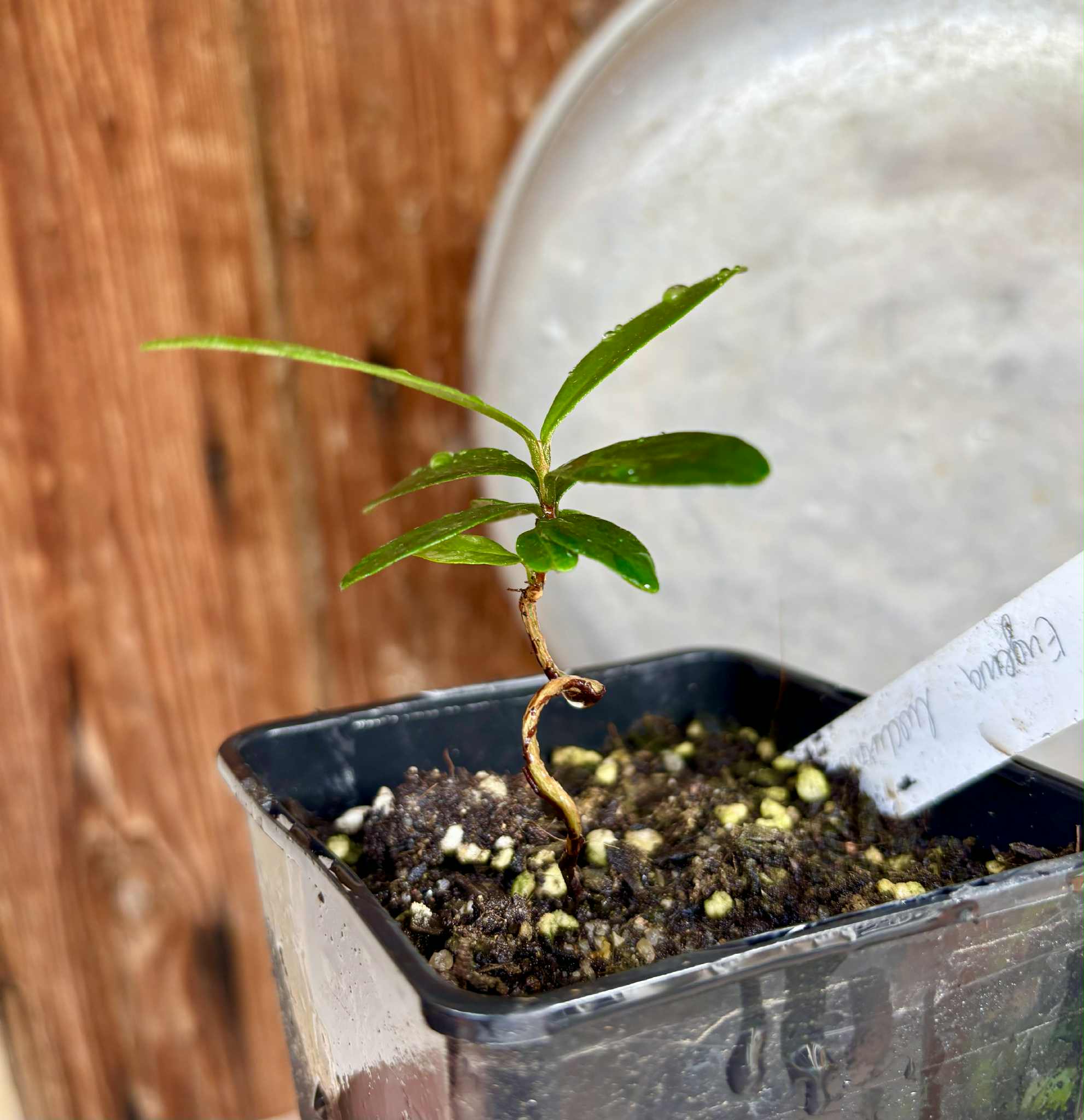 Pitomba (Eugenia luschnathiana) - 1 potted plant / 1 getopfte Pflanze