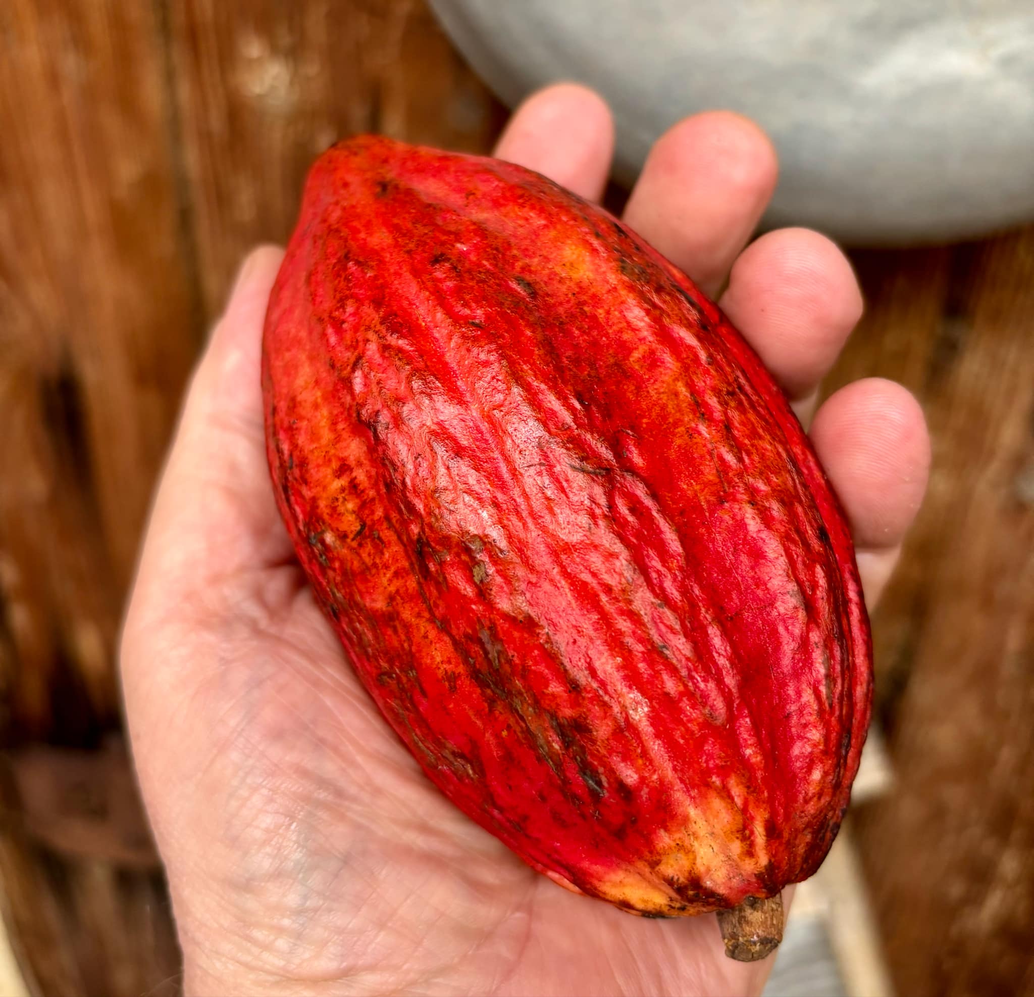 Cocoa - Kakao (Theobroma cacao) var. Trinitario - 1 potted seedling / 1 getopfter Sämling 