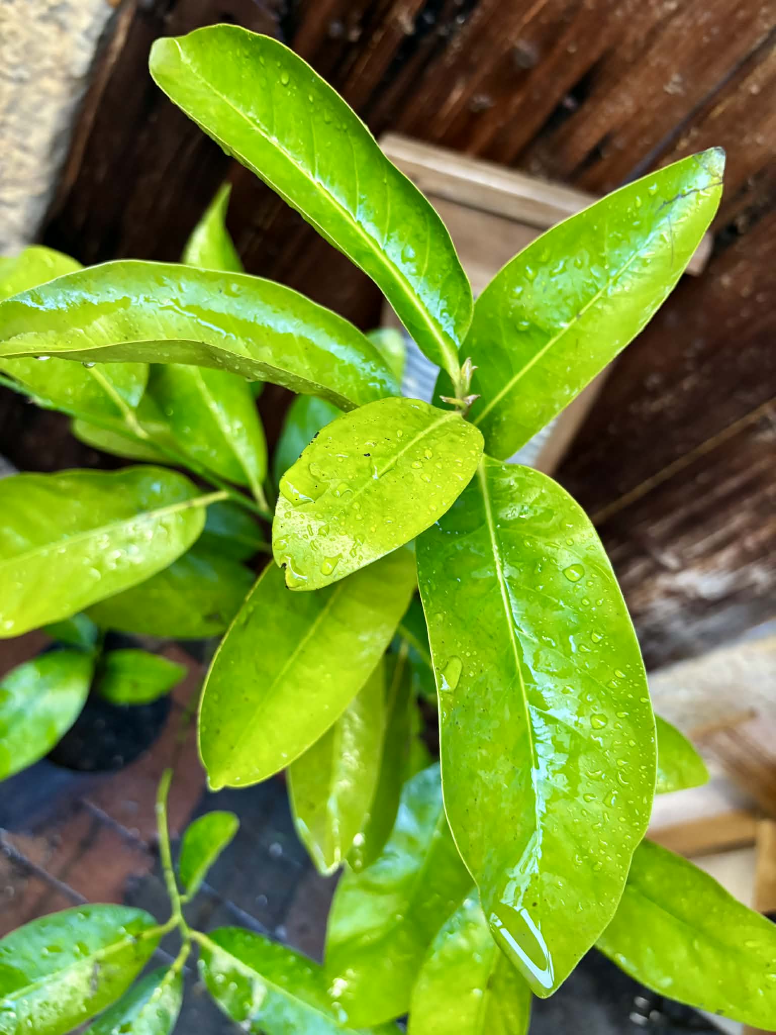 4 years old - Diospyros nigra - Black Sapote Nr. 2 - 1 potted plant / 1 getopfte Pflanze