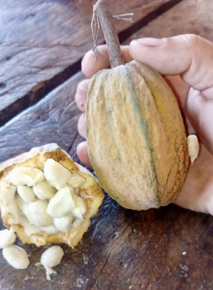 Cacaui (Theobroma speciosum) - 1 fresh seed / 1 frischer Samen