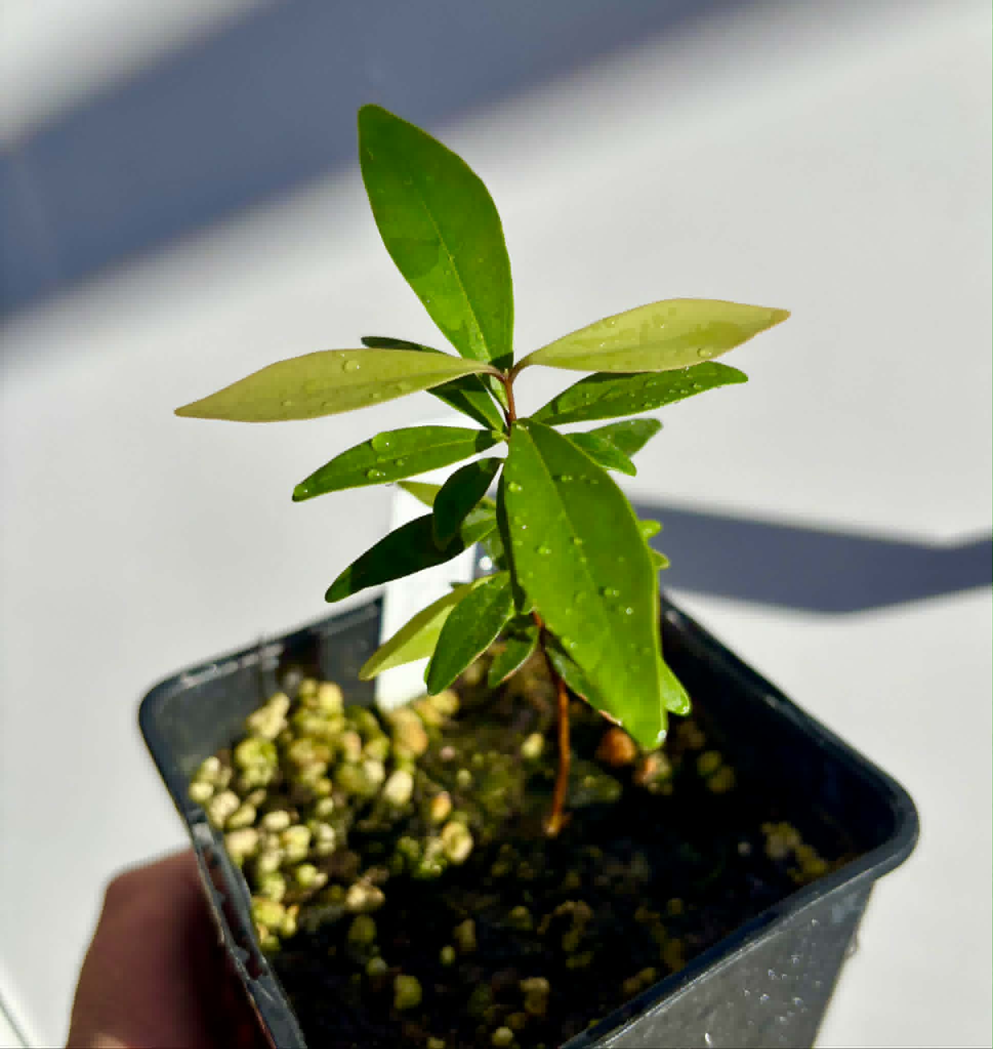  Eugenia axillaris  - White Stopper - 1 potted seedling / 1 getopfter Sämling