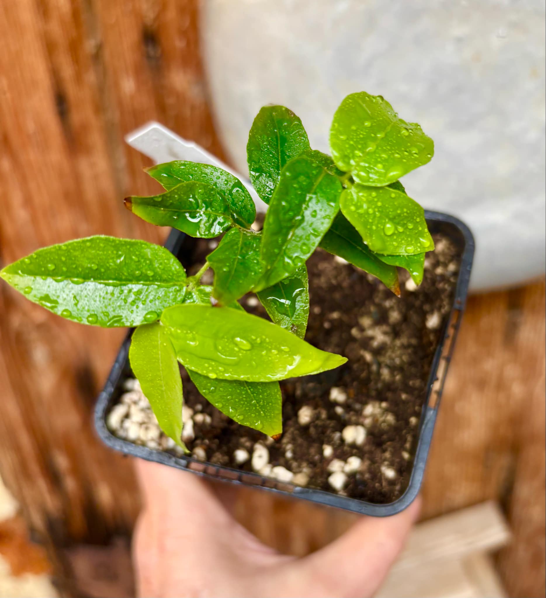 Myrciaria sp Jaboticaba - 1 potted plant / 1 getopfte Pflanze