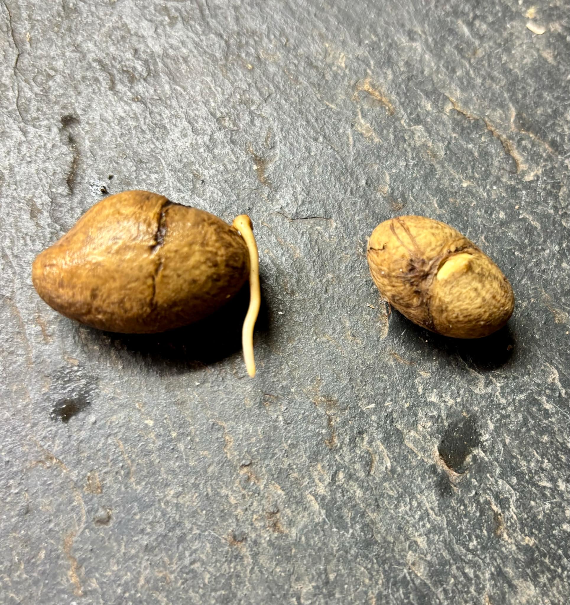 Eugenia sp Labisia -  1 germinated seed / 1 gekeimter Samen