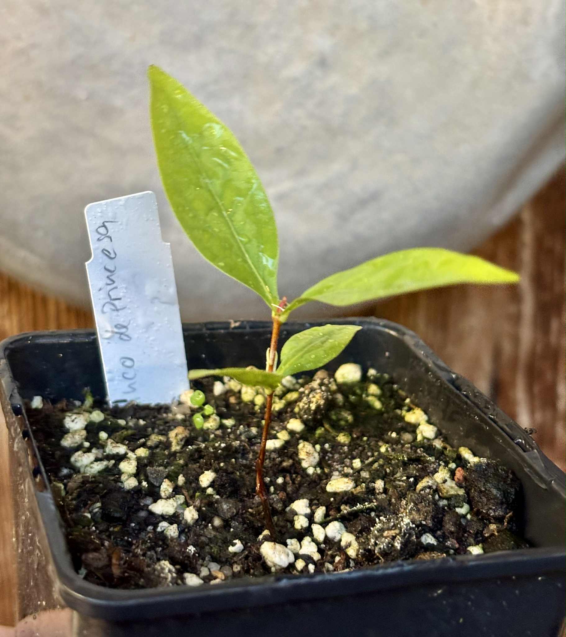 Cagaita var. "Brinco de Princesa" (Eugenia dysenterica) - 1 potted plant / 1 getopfte Pflanze