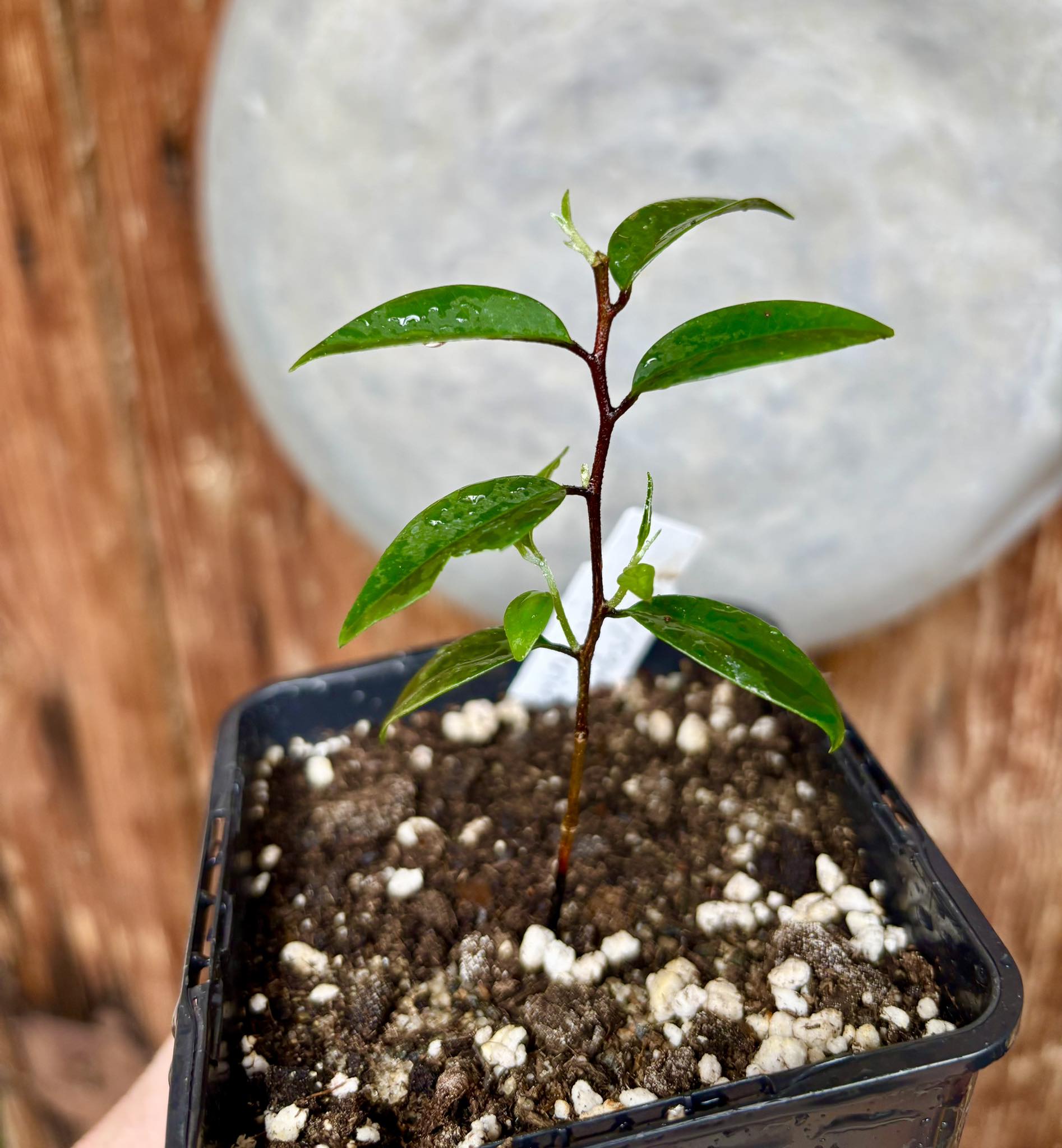Chrysophyllum arenarium - Ameixa do Nordeste - 1 potted plant / 1 getopfte Pflanze Chrysophyllum arenarium - Ameixa do Nordeste - 1 potted plant / 1 getopfte Pflanze