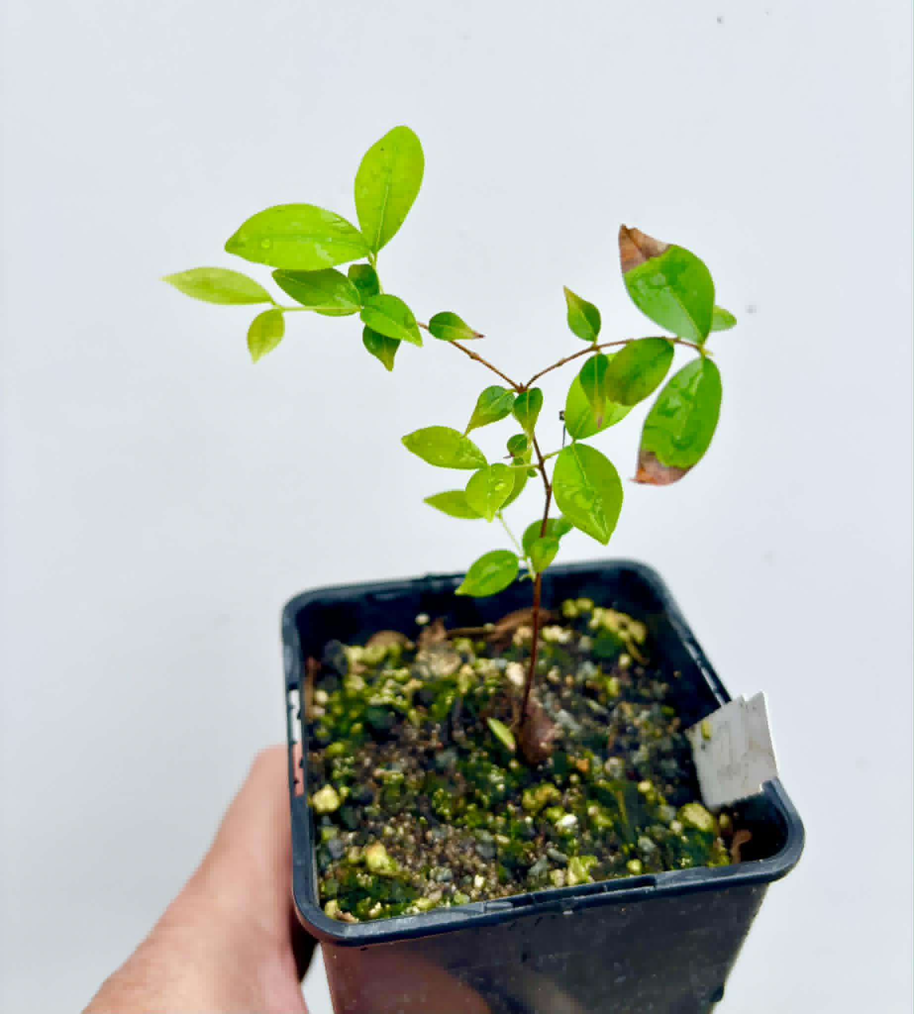 Uvaia do Campo - Eugenia lutescens -  1 potted seedling / 1 getopfter Sämling